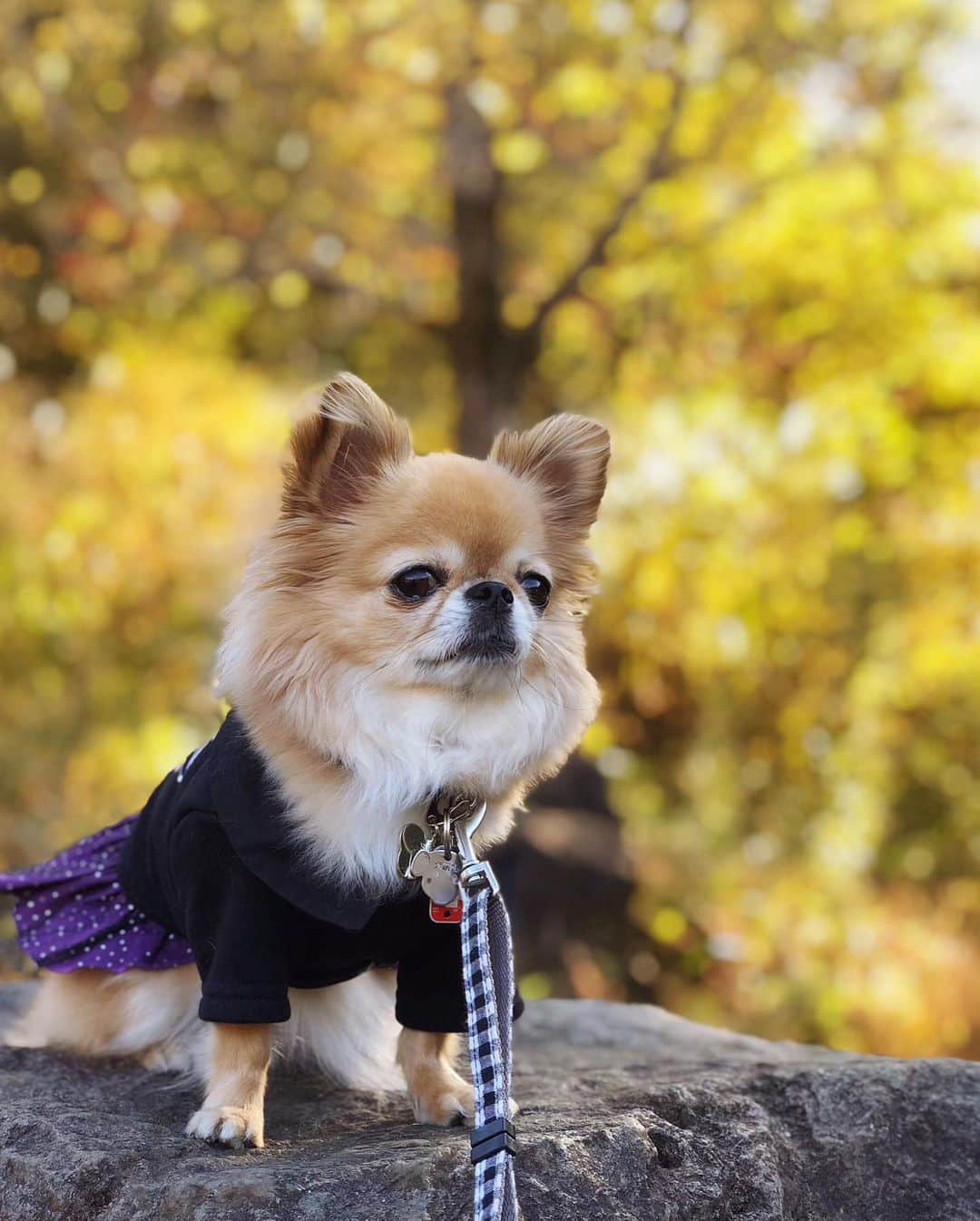 のインスタグラム：「* * 秋のお散歩🍁🐕🐾 * * #チワワ #chihuahua #chihuahualove #ロングコートチワワ #ロンチー #チワワ部 #愛犬 #お散歩 #犬のいる暮らし #チワワのいる暮らし」