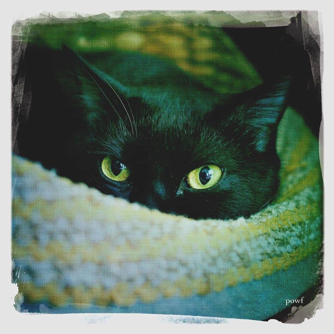 anemone_69のインスタグラム：「. #ハカセとキョウジュ #blackcat #黒猫 #cat #猫 #保護猫 . . #DreamCanvas_powf . . .」