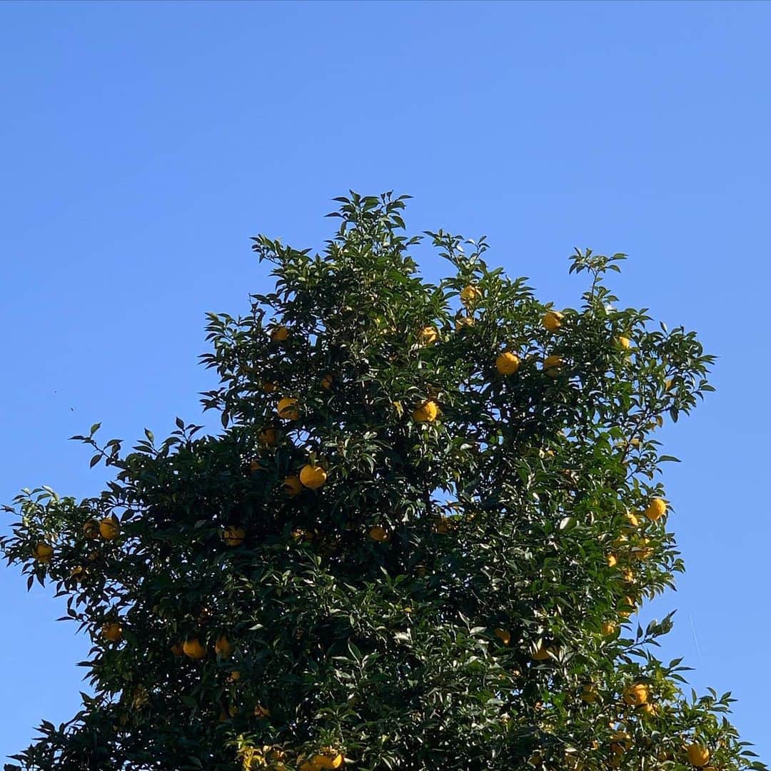 佐藤祐市のインスタグラム：「真っ青な空にこんなに実った。 何だろう？柑橘系種類が多くて言い当てられないです。 だけど今日も無事にロケ終了❗️ 暖かくて気持ち良いロケでした。 #危険なビーナス #もうすぐオールアップ？ #山場はまだあるぞ！ #頑張って撮影しよ！」