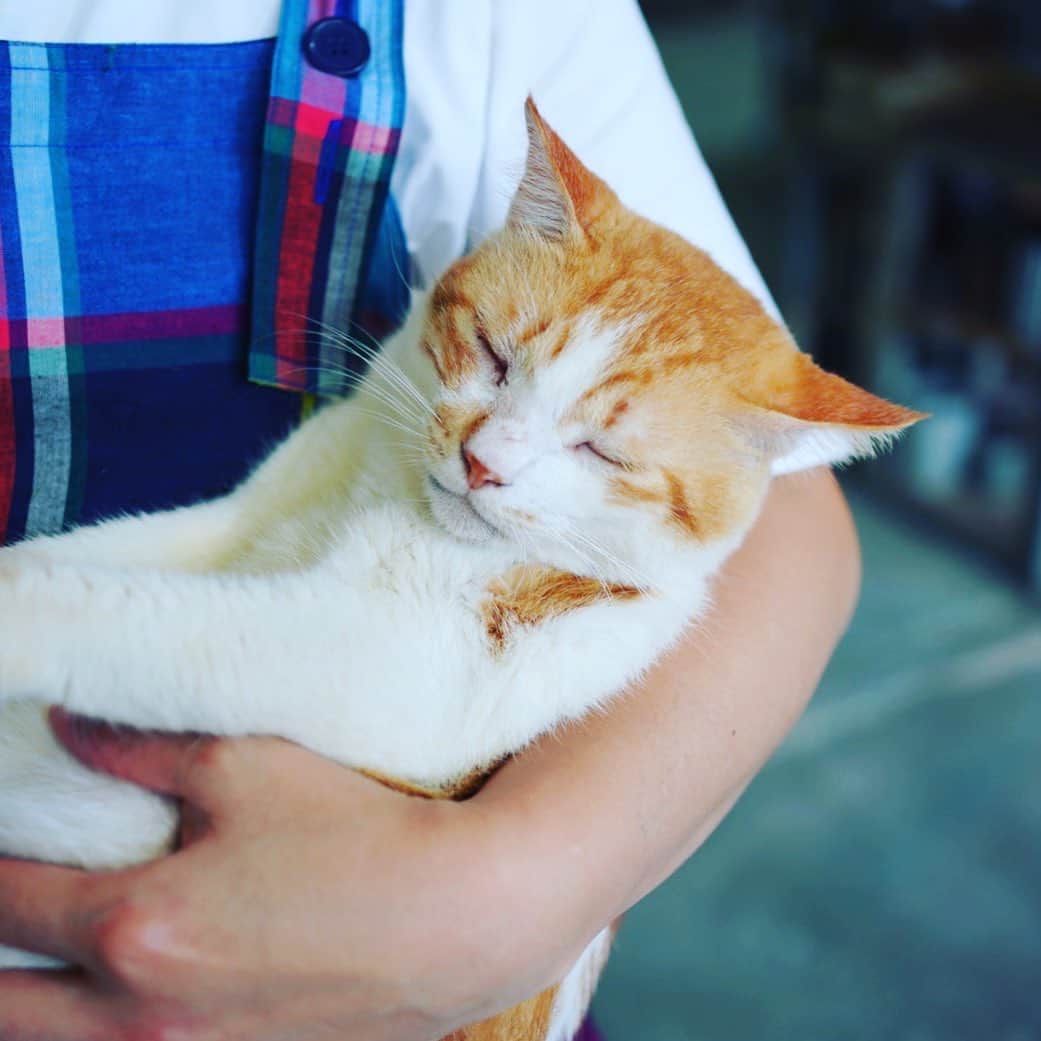 丸山桂里奈さんのインスタグラム写真 - (丸山桂里奈Instagram)「猫さん。 すぐそこにいた猫さん。  #可愛い　 #猫 #なんで可愛いの猫　 #人懐っこすぎる #優しい猫さん #癒されました #いい意味で #インスタバエ」11月19日 21時41分 - karinamaruyama