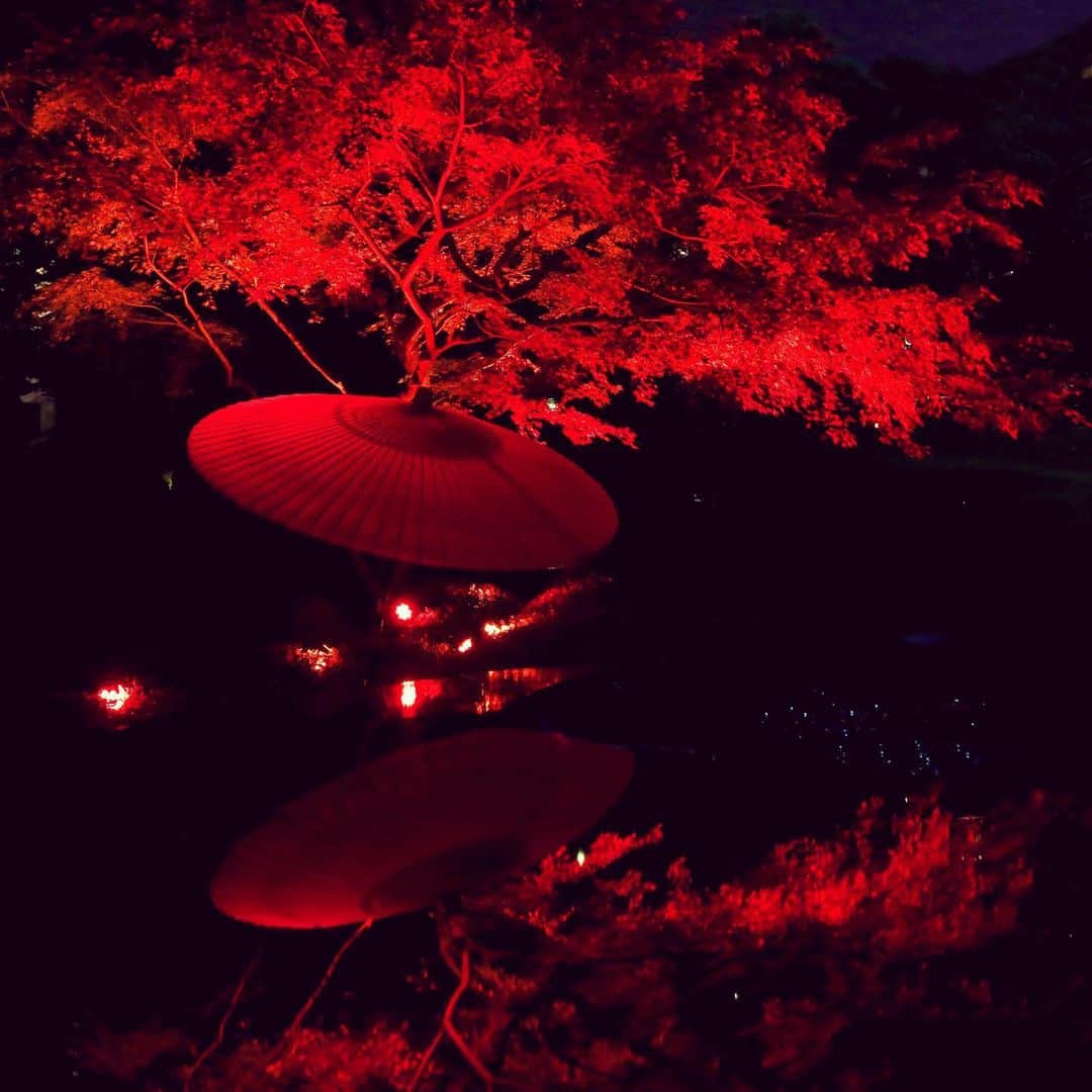八芳園さんのインスタグラム写真 - (八芳園Instagram)「TOKYO RED GARDEN 2020 八芳園で愉しむ大人の夜🍷 . 暖かな陽気の本日、 庭園で開催中のGARDEN BARを愉しむのには ぴったりの気候。 . 仕事終わりや１日の終わりに、 心地よい夜風を浴びながら 一杯のお酒を嗜むのはいかがでしょうか。 . 400年の歴史ある日本庭園に広がる 幻想的な赤の空間。 . 和傘ライトアップの前で写真を撮影したり、 角亭や水亭でひとやすみしたり、 . ご自分のペースで ゆったりとお過ごしいただけます。 . またTOKYO RED GARDEN 2020では 着付け体験も開催いたします。 . 開催日は12月4日(金)、 八芳園のプロの着付けによる美しいお着物で ライトアップされた日本庭園を お愉しみいただけます。  . 体験をお申し込みの方は、 GARDEN BARにて カナッペとワンドリンクもお召し上がりいただけます。 . 着付け体験のご予約・詳細はこちらから。 . ■HAPPO-EN TOKYO RER GARDEN【着物着付け体験】 https://passmarket.yahoo.co.jp/event/show/detail/01ci7e2559a11.html . 港区白金台の八芳園の日本庭園にて 素敵な夜をお過ごしください。 . . ■GARDEN BAR開催日程 2020年11月19日(木) 〜21日(土) 2020年12月4日(金)・9日(水)・10日(木)・13日(日) . 開催時間 17:00~20:00(19:30LO) . . #八芳園 #結婚式場 . #日本庭園 #自然 #紅葉 #紅葉スポット #紅葉ライトアップ #秋　#風景写真 #港区 #紅葉狩り  . #東京観光  #東京カメラ部  #自然が好き #写真好き  #写真好きな人と繋がりたい  #カメラ好きな人と繋がりたい  #風景写真を撮るのが好きな人と繋がりたい  #その瞬間に物語を  #着物好きな人と繋がりたい  #和装 . #式場探し #プレ花嫁さんと繋がりたい . #japanesegarden  #tokyotrip  #forbestravelguide #photostagram  #tokyotokyo  #東京をもっと楽しもう」11月19日 21時34分 - happoen