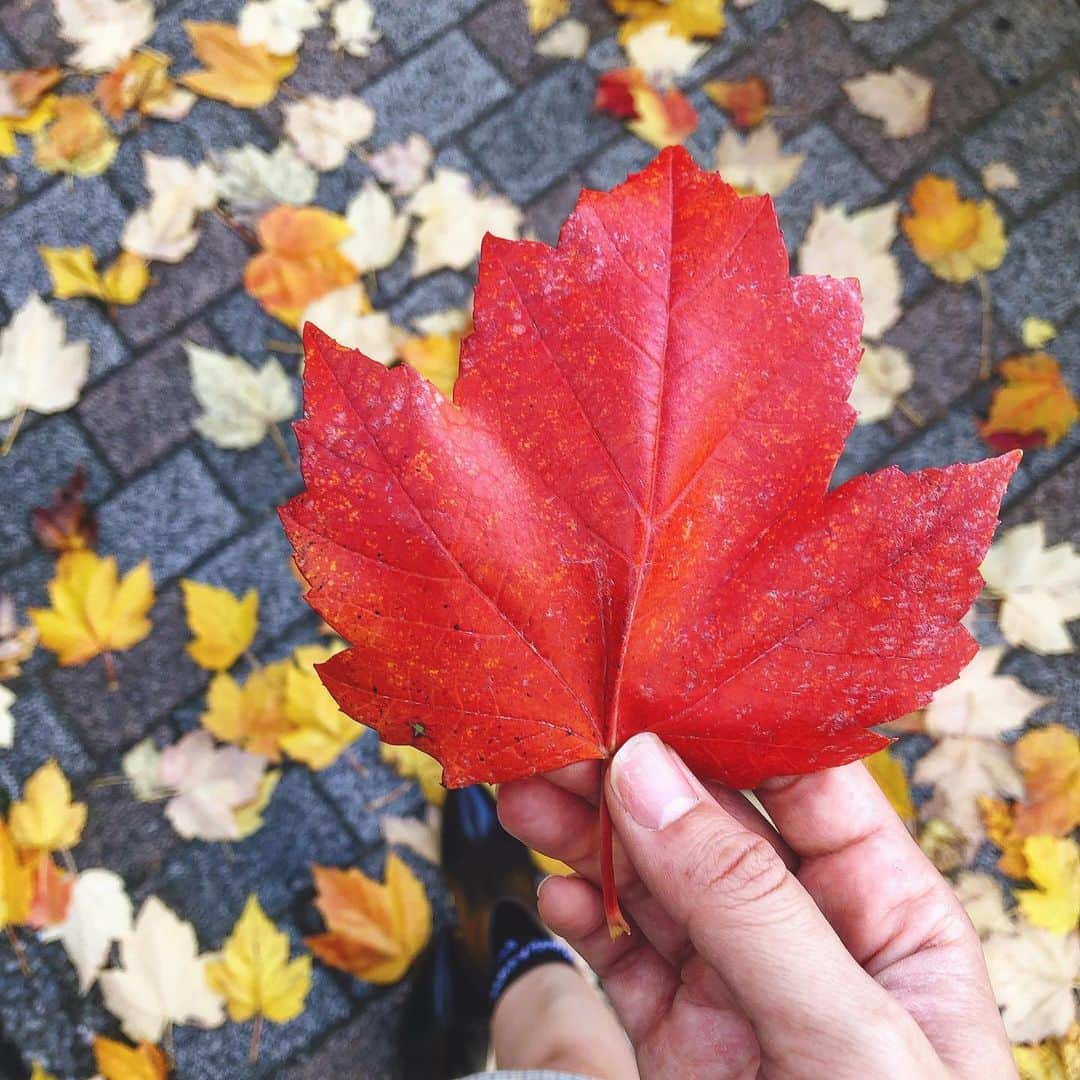mimiさんのインスタグラム写真 - (mimiInstagram)「今日暖かくて幸せだった♡ 綺麗な紅葉の葉っぱもたくさん落ちててなんだか癒された一日🍁 ・ #11月 #紅葉 #もみじ #もみじの葉 #紅葉🍁 #癒され日 #とってもいい日 #mimiさんぽ」11月19日 21時36分 - chan.mi3