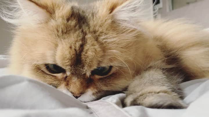 にこのインスタグラム