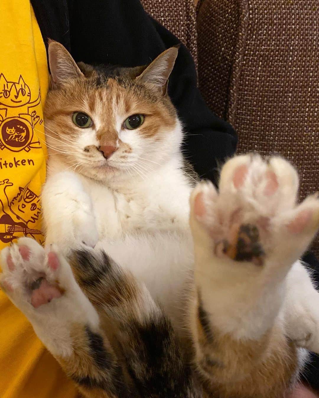 山田稔明さんのインスタグラム写真 - (山田稔明Instagram)「猫町フェスTシャツ発送完了！間もなく皆さんの手元に届くと思います。ぜひ #猫町フェス のハッシュタグで自慢してください。 #ポチ実 #チミとTシャツと私」11月19日 21時55分 - toshiakiyamada