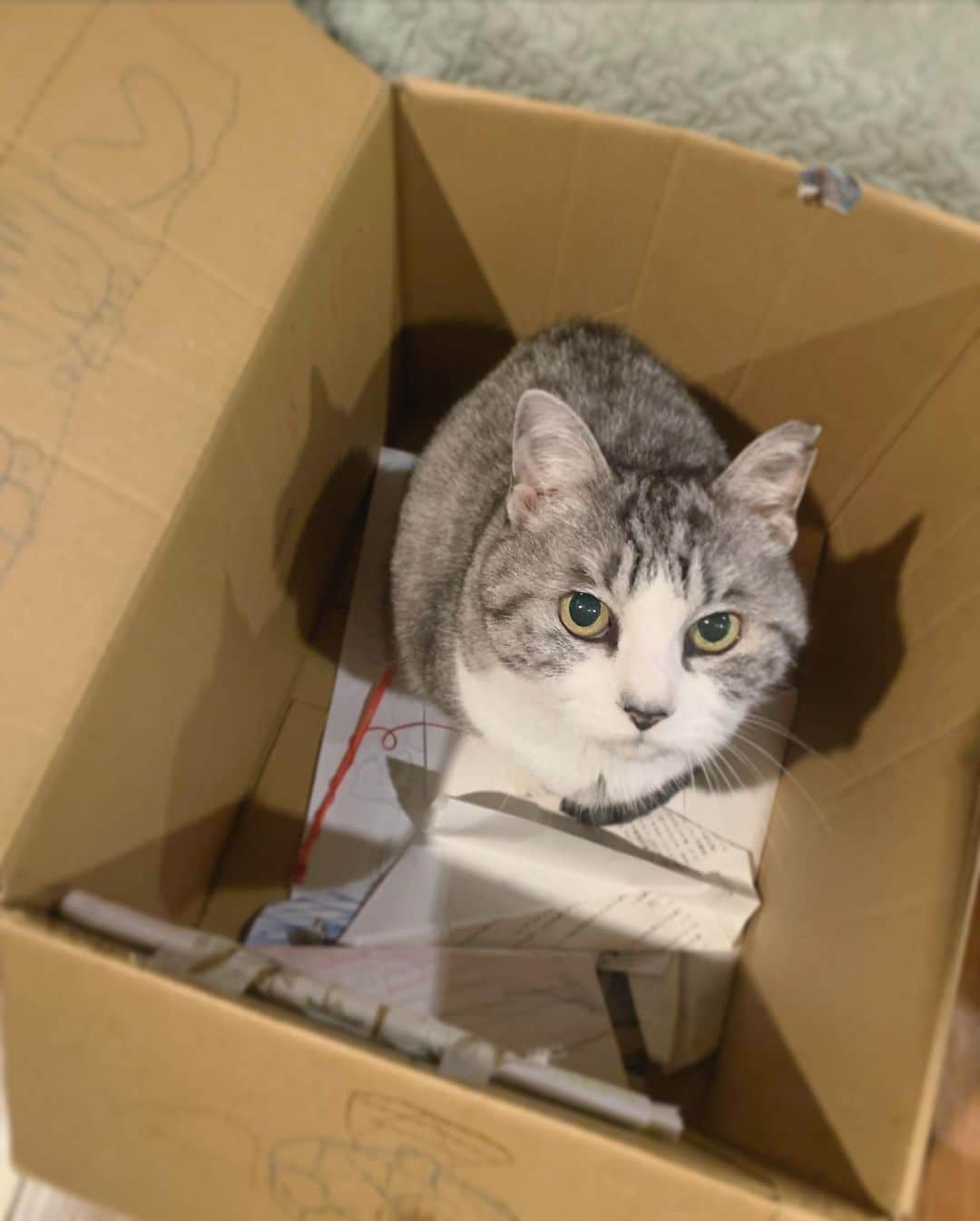 坂本美雨さんのインスタグラム写真 - (坂本美雨Instagram)「うちで、くらすか？ #サバ美 #cat」11月19日 22時10分 - miu_sakamoto