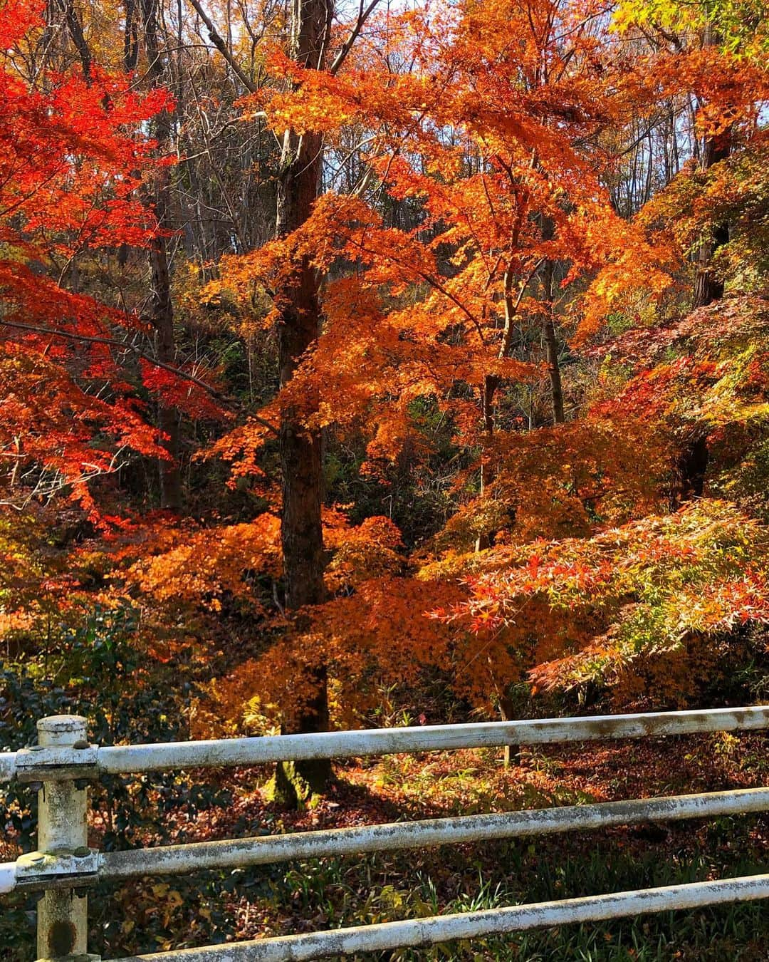 Manaさんのインスタグラム写真 - (ManaInstagram)「🍂🐿🍁🌰 𝑴𝒂𝒓𝒓𝒐𝒏 𝒄𝒐𝒍𝒐𝒓 𝑶𝑶𝑻𝑫 ❤︎ 先日のコーディネート全身🐾 . テーマはズバリ、「栗🌰」 . 私が何に座ってるかというと〜😊 2枚目に正解があります💕 . . チェックスカートに グレージュのコートを合わせました🧥 背中のプリーツが可愛いコートです(4枚目) . . . 今年の秋コーデの色、優しくて好き☺️🍁♥️ . Coat：#rienda #リエンダ Tops：#uniqlo #ユニクロ Skirt：#burberry #バーバリー . . . 〈栗の栄養〉 ・栄養素の代謝に関わるビタミンB1が多く含まれる ・ビタミンC、カリウム、食物繊維で体の巡りUP◎ ・そして渋皮に含まれるポリフェノールの一種タンニンは抗酸化力があり生活習慣病などに効果的 . . . #montblanc #恵那川上屋 #本店 #恵那川上屋本店 #中津川 #恵那 #栗きんとん #恵那峡 #紅葉 #紅葉狩り #紅葉2020 #岐阜観光 #岐阜カフェ #美味しいもの #食欲の秋 #秋の味覚 #コートコーデ #モカコーデ #riendaアンバサダー #pr #あったかコーデ #栄養学 #管理栄養士 #料理研究家」11月19日 22時13分 - mana.tcy