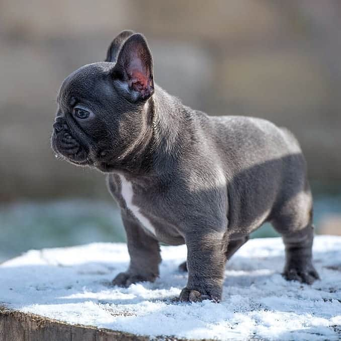 French Bulldogのインスタグラム