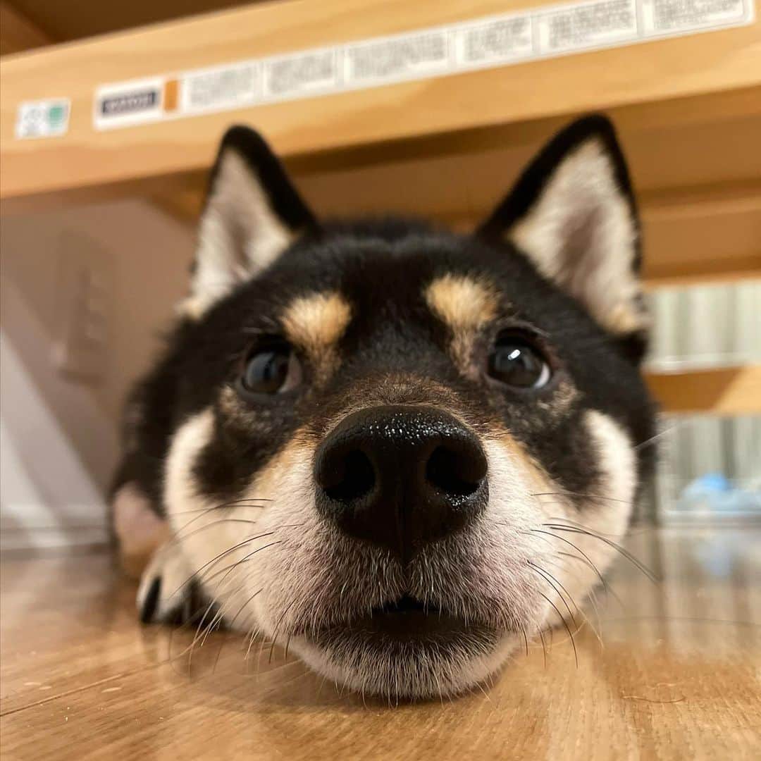 まめ丸のインスタグラム：「* * ベビーベッド🍼の下で パパが帰ってくるのまってるの🐶💓 ひさしぶりの #今日のパパ待ち　⬅︎なつかしいのあるからみてみてね * I can't wait for daddy to come home…🐶💓 * #まめ丸印のふっくらつやつや黒豆煮  #まめ丸ツムツム #ベビーベッドの下のまめ丸 シリーズ * #柴犬#豆柴#柴#黒柴#犬#ふわもこ部#いぬのきもち部#shiba#shibainu#shibastagram#shibadog#puppy#instadog#dogstagram#dog#instashiba#petstagram#pet#cutepetclub#강아지#멍스타그램#doglover#ilovemydog#weeklyfluff#boopthesnoot#まめ丸かくれんぼ」