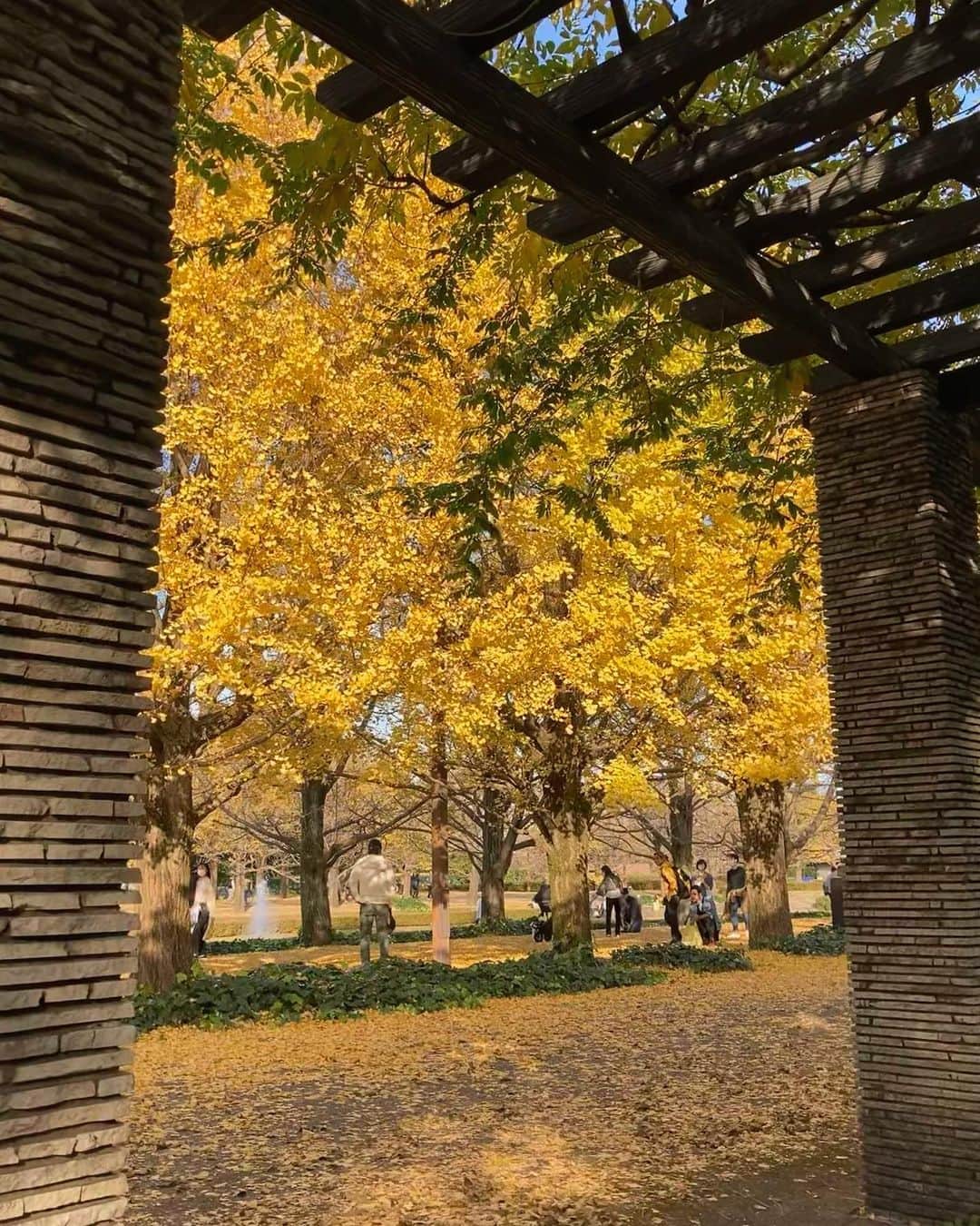 谷口朝香さんのインスタグラム写真 - (谷口朝香Instagram)「散ってきていたけど、 黄色の絨毯みたいで素敵でした🥺🍂」11月19日 22時36分 - asamaru.jp