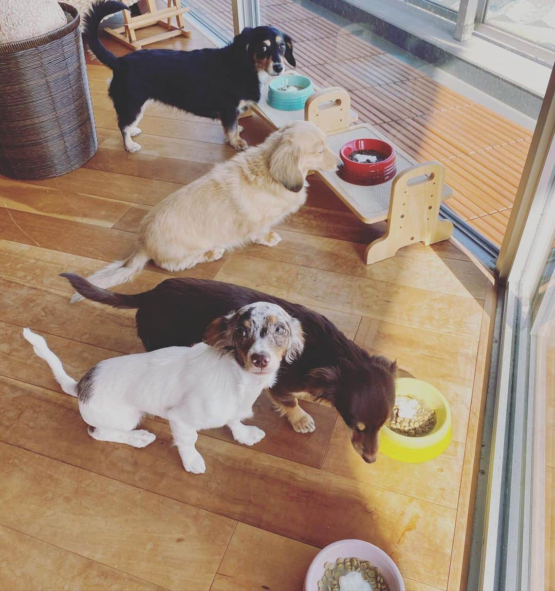 KUREIさんのインスタグラム写真 - (KUREIInstagram)「ごはんも一緒🐶big family🤣  #チワックス #愛犬」11月19日 22時49分 - kimaguren_kurei