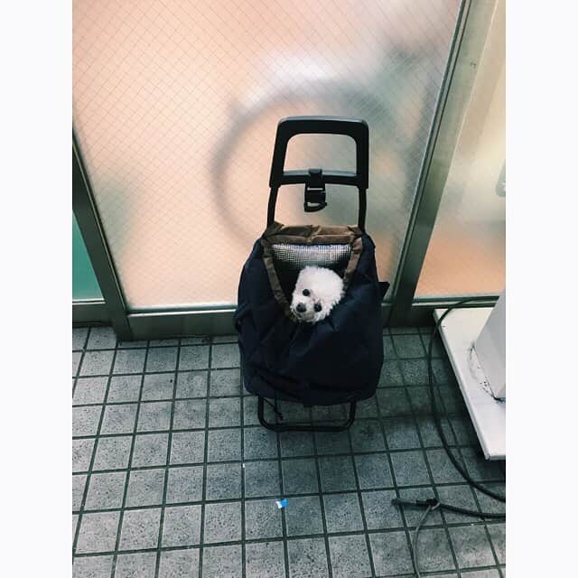 空美のインスタグラム：「一緒に入りたかった👜」