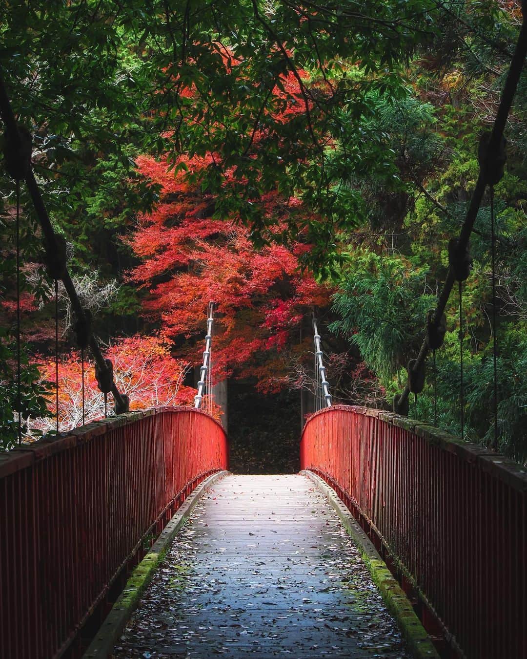 s_shoheyのインスタグラム：「やっと紅葉狩りに行けました🍁 .」