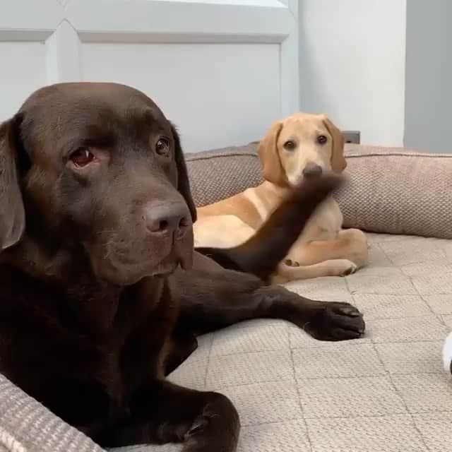 The Critter Havenのインスタグラム：「Awww it’s hurting Video by @mylabrachildren  #TheCritterHaven」