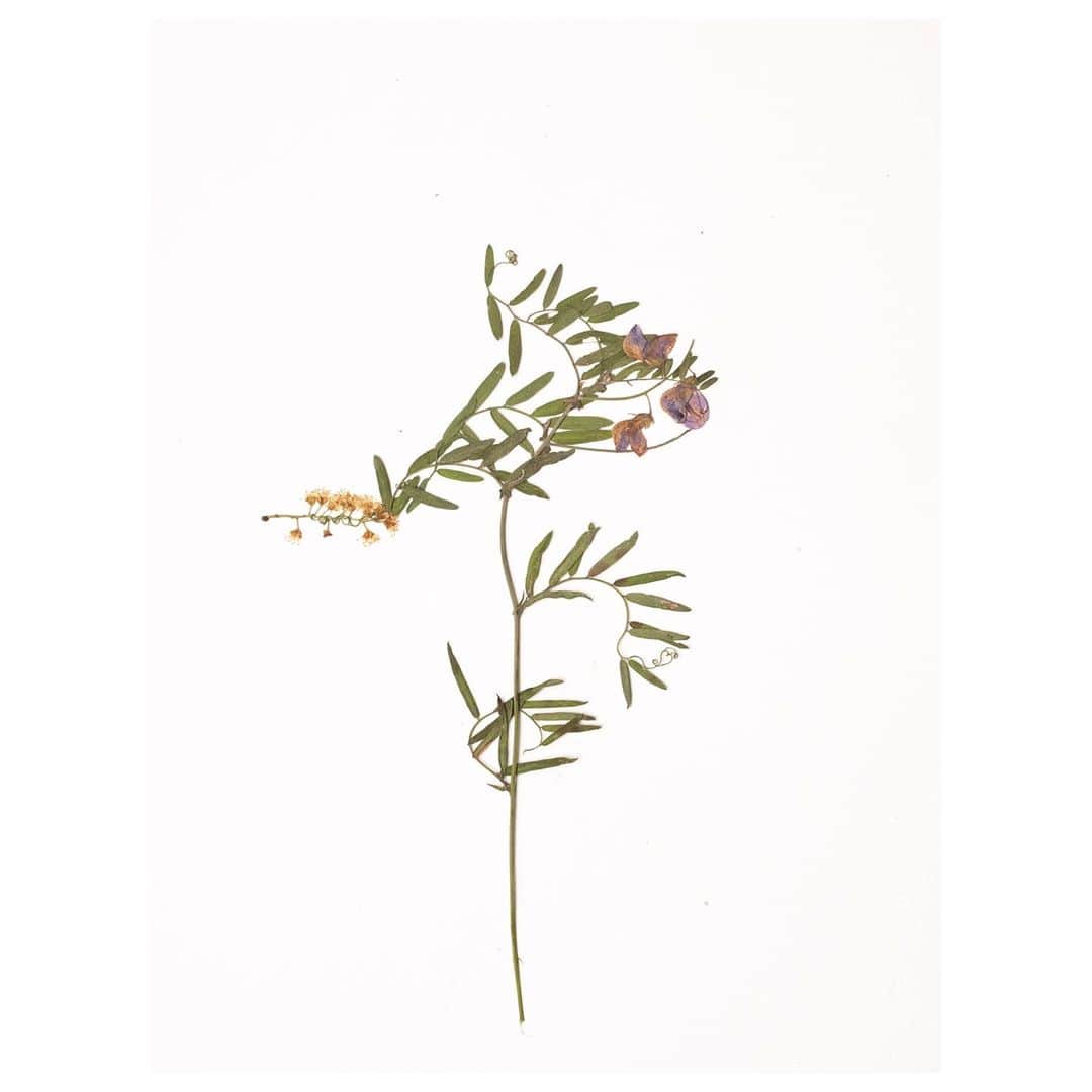 Magnum Photosさんのインスタグラム写真 - (Magnum PhotosInstagram)「“Otay Mountain becomes the border itself at a certain point, when it is considered steep and tough enough to be difficult to cross." - Olivia Arthur⁠ .⁠ This image of a pressing of a wildflower was made by Olivia Arthur at the US-Mexico border wall in 2019, and is available as a poster in limited number as part of our Magnum Editions collection.⁠ .⁠ Explore 23 contemporary works by the collective, available signed and unsigned, at the link in bio.⁠ .⁠ PHOTO: Pressed sample of flora growing on Otay Mountain, California. 2019.⁠ .⁠ © Olivia Arthur/Magnum Photos」11月19日 23時02分 - magnumphotos