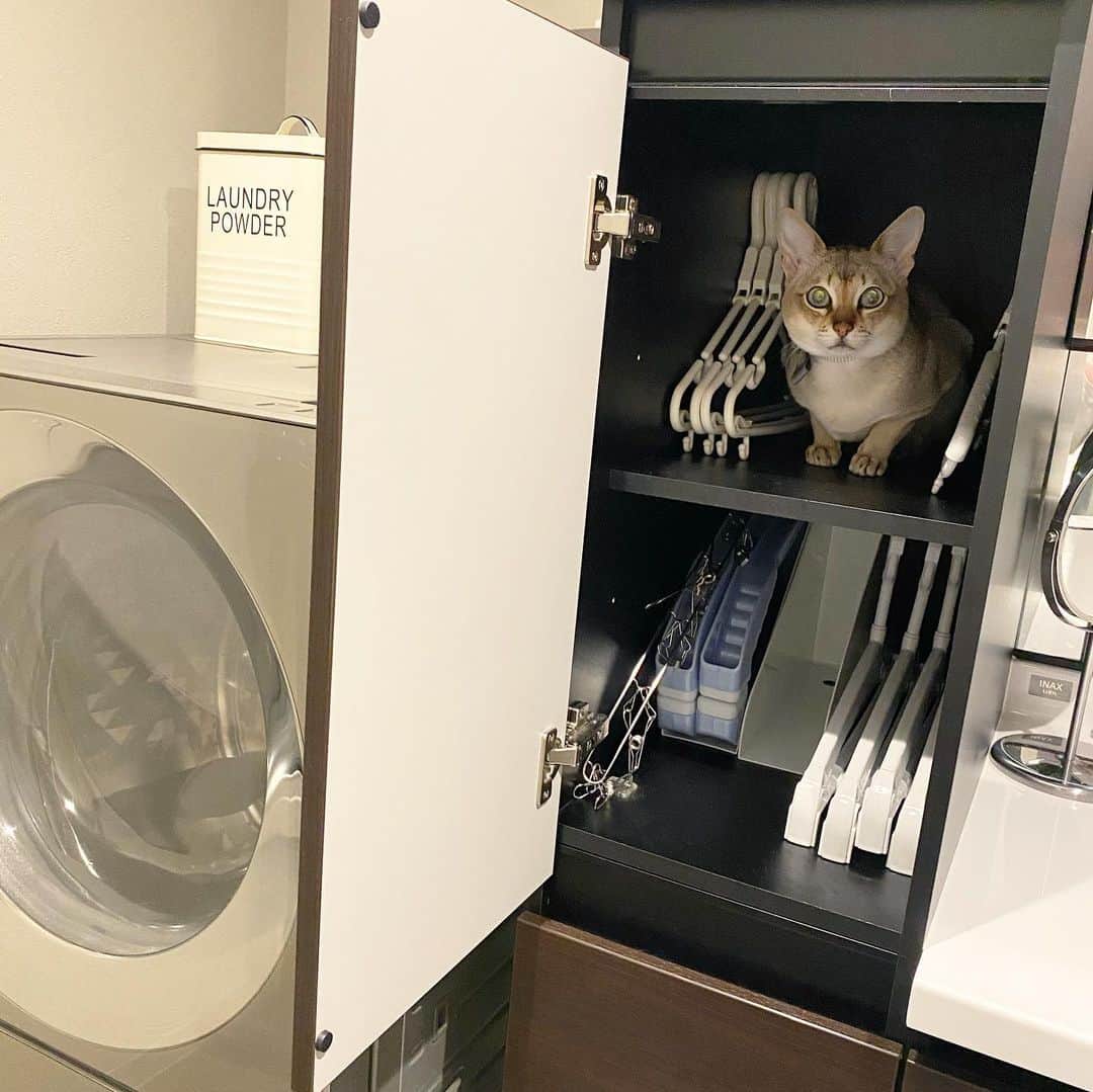 モルト♡Malt(Singapuracat)のインスタグラム：「洗濯を干してる間いつもここで待ってる🐱」