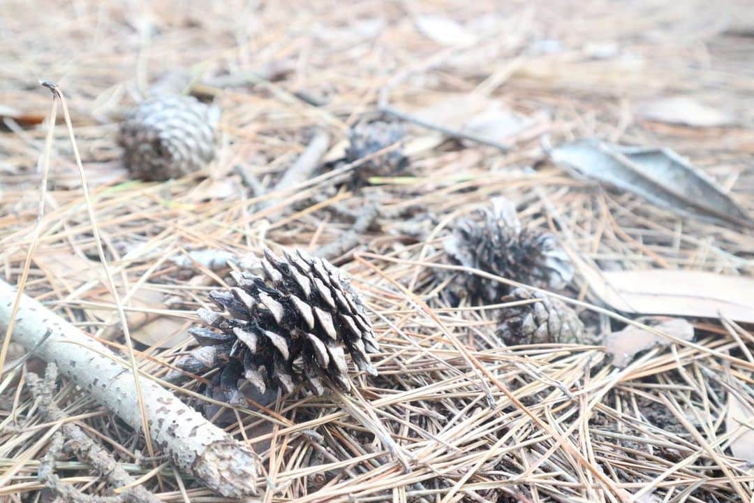 RENA のインスタグラム：「あっという間に11月も後半🍂 ． 忙しいと一日が過ぎるの早いけど、なんかめちゃくちゃ楽しい毎日が過ごせてる事に感謝👏 ． 今日もお疲れ様でした😊🌟 ． ． ． #fall #november #nature #秋 #仕事女子 #オトナ女子 #11月 #お疲れ様」