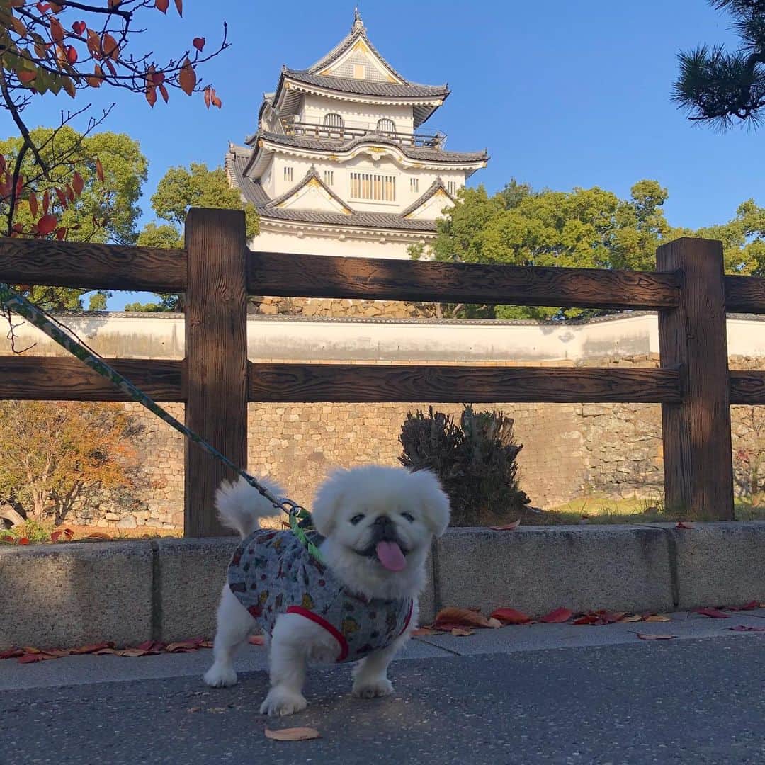 こなつのインスタグラム：「近所の🏯にお散歩行ってきました🐶🍁🍃」