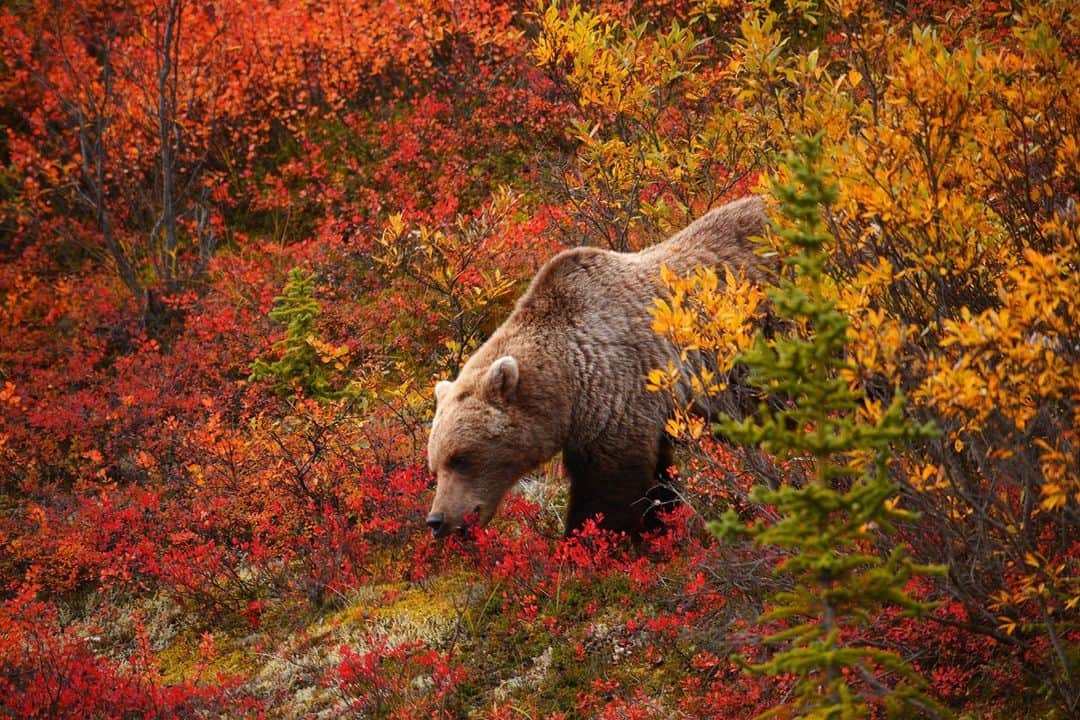 アニマルプラネットさんのインスタグラム写真 - (アニマルプラネットInstagram)「Why we love autumn - the colors!  . . . . . #autumn #fall #leaves #fallfoliage #grizzlybear #bear #grizzly #animalplanet #animal #pictureoftheday #photooftheday」11月19日 23時23分 - animalplanet