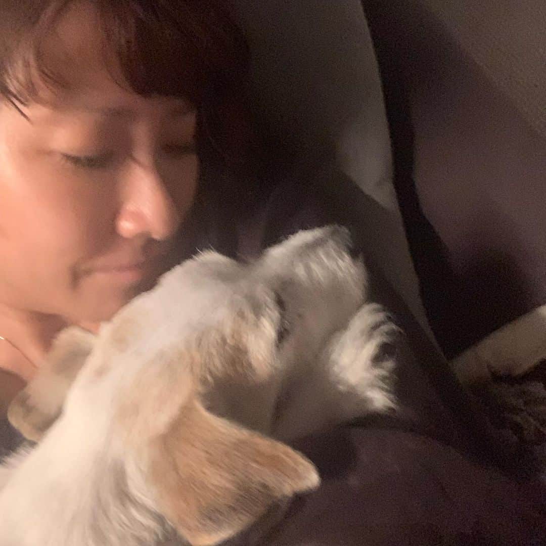 風間ゆみえさんのインスタグラム写真 - (風間ゆみえInstagram)「私のうでのなかで眠っていました  ただいま〜と、夫が抱えあげれば まるで水からあげられた魚のように 腕のなかであばれていたのに  私の胸にからだをあずけ 眠たそうに、そしてときには 眠ってしまう それはそれは可愛くて、愛おしくて ギュッとしたい衝動を受け流して 優しく包み込んで過ごしました 涙が流れました  こんなに穏やかであるのに この穏やかさを護りたい  そんな日が何日も続いていました  ちょうど1年前の今ごろ  夫の胸にあたまをうずめて 突然泣き出した私はいつまでも 泣いて 夫は黙ってしばらく私を 抱えていました  見上げた夫は静かに泣いていて ゆみえちゃん、側に行こうね そういいました  力ない声におされて寝室で眠っている 横顔に触れるとお別れのときでした  ふたりの手のなかで緊張した身体が ふわっと柔らかくほどけました  最後まで一緒にいてくれて ありがとう  本当に出会えて良かった  また走れるね また会うよね  マイロを可愛がってくれた皆さま 遅くなりましたが、  ありがとう。」11月19日 23時28分 - yumie_kazama