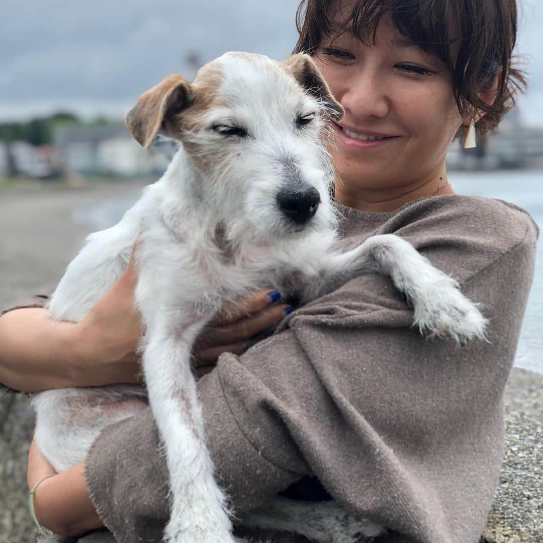 風間ゆみえさんのインスタグラム写真 - (風間ゆみえInstagram)「私のうでのなかで眠っていました  ただいま〜と、夫が抱えあげれば まるで水からあげられた魚のように 腕のなかであばれていたのに  私の胸にからだをあずけ 眠たそうに、そしてときには 眠ってしまう それはそれは可愛くて、愛おしくて ギュッとしたい衝動を受け流して 優しく包み込んで過ごしました 涙が流れました  こんなに穏やかであるのに この穏やかさを護りたい  そんな日が何日も続いていました  ちょうど1年前の今ごろ  夫の胸にあたまをうずめて 突然泣き出した私はいつまでも 泣いて 夫は黙ってしばらく私を 抱えていました  見上げた夫は静かに泣いていて ゆみえちゃん、側に行こうね そういいました  力ない声におされて寝室で眠っている 横顔に触れるとお別れのときでした  ふたりの手のなかで緊張した身体が ふわっと柔らかくほどけました  最後まで一緒にいてくれて ありがとう  本当に出会えて良かった  また走れるね また会うよね  マイロを可愛がってくれた皆さま 遅くなりましたが、  ありがとう。」11月19日 23時28分 - yumie_kazama