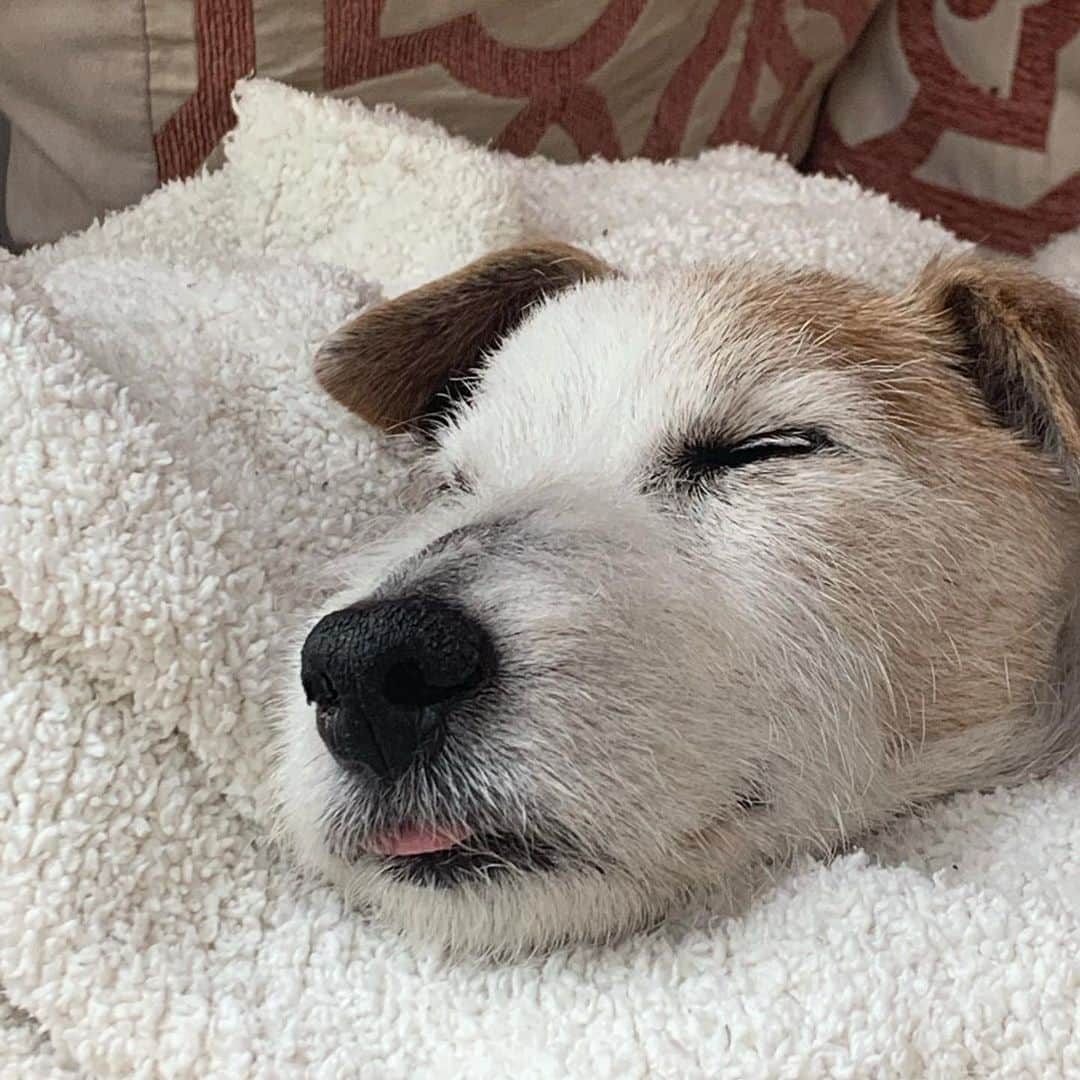風間ゆみえさんのインスタグラム写真 - (風間ゆみえInstagram)「私のうでのなかで眠っていました  ただいま〜と、夫が抱えあげれば まるで水からあげられた魚のように 腕のなかであばれていたのに  私の胸にからだをあずけ 眠たそうに、そしてときには 眠ってしまう それはそれは可愛くて、愛おしくて ギュッとしたい衝動を受け流して 優しく包み込んで過ごしました 涙が流れました  こんなに穏やかであるのに この穏やかさを護りたい  そんな日が何日も続いていました  ちょうど1年前の今ごろ  夫の胸にあたまをうずめて 突然泣き出した私はいつまでも 泣いて 夫は黙ってしばらく私を 抱えていました  見上げた夫は静かに泣いていて ゆみえちゃん、側に行こうね そういいました  力ない声におされて寝室で眠っている 横顔に触れるとお別れのときでした  ふたりの手のなかで緊張した身体が ふわっと柔らかくほどけました  最後まで一緒にいてくれて ありがとう  本当に出会えて良かった  また走れるね また会うよね  マイロを可愛がってくれた皆さま 遅くなりましたが、  ありがとう。」11月19日 23時28分 - yumie_kazama