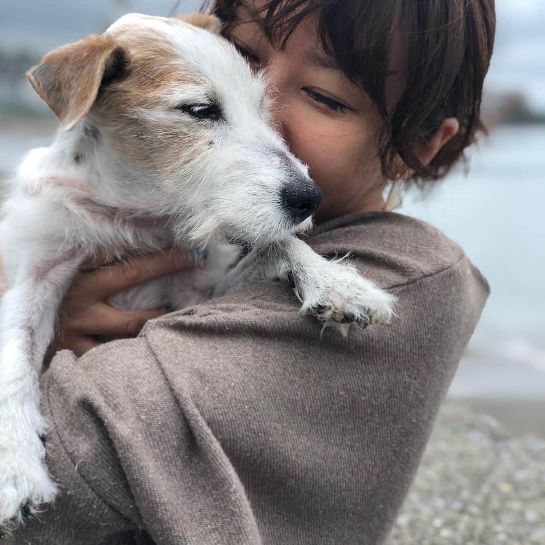 風間ゆみえさんのインスタグラム写真 - (風間ゆみえInstagram)「私のうでのなかで眠っていました  ただいま〜と、夫が抱えあげれば まるで水からあげられた魚のように 腕のなかであばれていたのに  私の胸にからだをあずけ 眠たそうに、そしてときには 眠ってしまう それはそれは可愛くて、愛おしくて ギュッとしたい衝動を受け流して 優しく包み込んで過ごしました 涙が流れました  こんなに穏やかであるのに この穏やかさを護りたい  そんな日が何日も続いていました  ちょうど1年前の今ごろ  夫の胸にあたまをうずめて 突然泣き出した私はいつまでも 泣いて 夫は黙ってしばらく私を 抱えていました  見上げた夫は静かに泣いていて ゆみえちゃん、側に行こうね そういいました  力ない声におされて寝室で眠っている 横顔に触れるとお別れのときでした  ふたりの手のなかで緊張した身体が ふわっと柔らかくほどけました  最後まで一緒にいてくれて ありがとう  本当に出会えて良かった  また走れるね また会うよね  マイロを可愛がってくれた皆さま 遅くなりましたが、  ありがとう。」11月19日 23時28分 - yumie_kazama