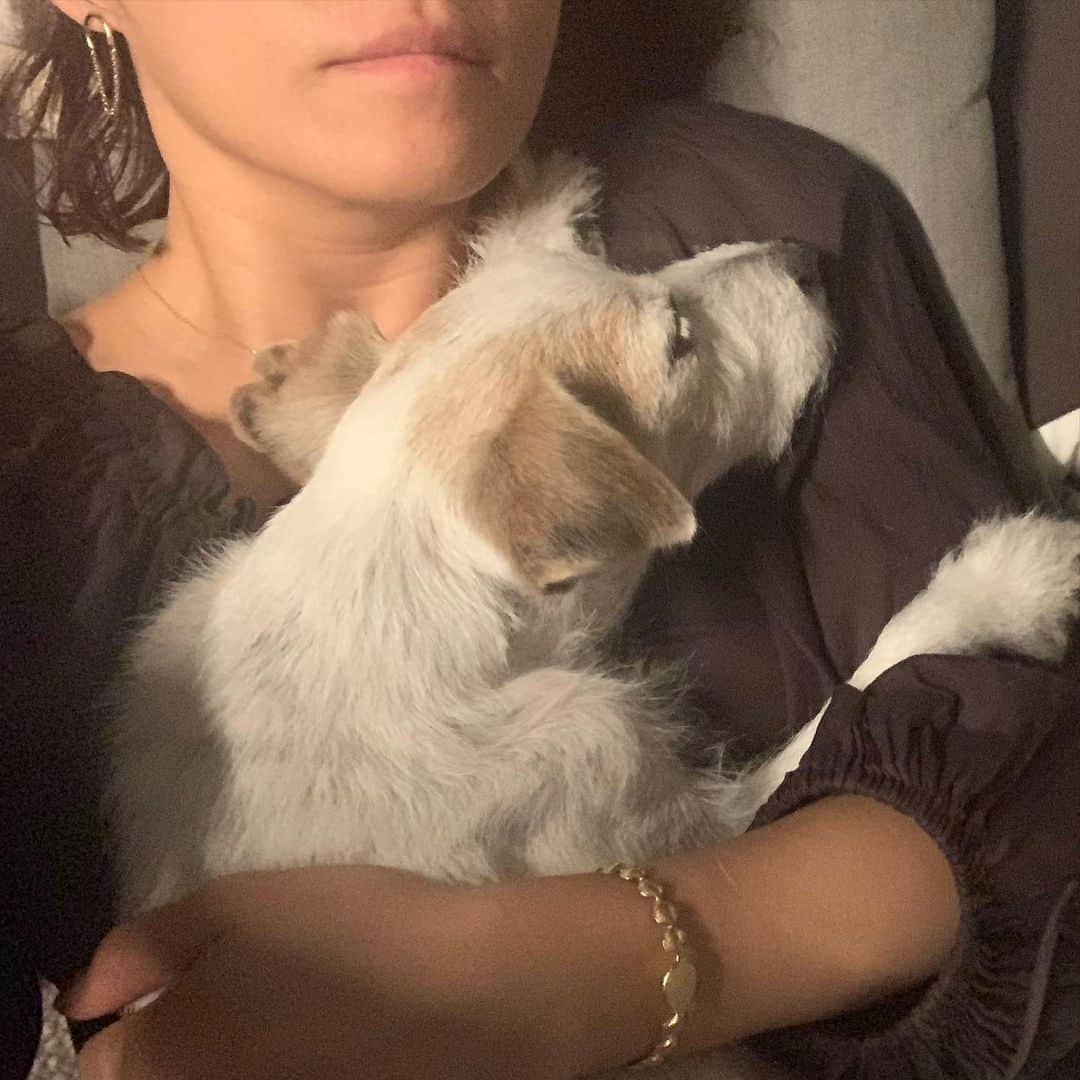 風間ゆみえのインスタグラム：「私のうでのなかで眠っていました  ただいま〜と、夫が抱えあげれば まるで水からあげられた魚のように 腕のなかであばれていたのに  私の胸にからだをあずけ 眠たそうに、そしてときには 眠ってしまう それはそれは可愛くて、愛おしくて ギュッとしたい衝動を受け流して 優しく包み込んで過ごしました 涙が流れました  こんなに穏やかであるのに この穏やかさを護りたい  そんな日が何日も続いていました  ちょうど1年前の今ごろ  夫の胸にあたまをうずめて 突然泣き出した私はいつまでも 泣いて 夫は黙ってしばらく私を 抱えていました  見上げた夫は静かに泣いていて ゆみえちゃん、側に行こうね そういいました  力ない声におされて寝室で眠っている 横顔に触れるとお別れのときでした  ふたりの手のなかで緊張した身体が ふわっと柔らかくほどけました  最後まで一緒にいてくれて ありがとう  本当に出会えて良かった  また走れるね また会うよね  マイロを可愛がってくれた皆さま 遅くなりましたが、  ありがとう。」