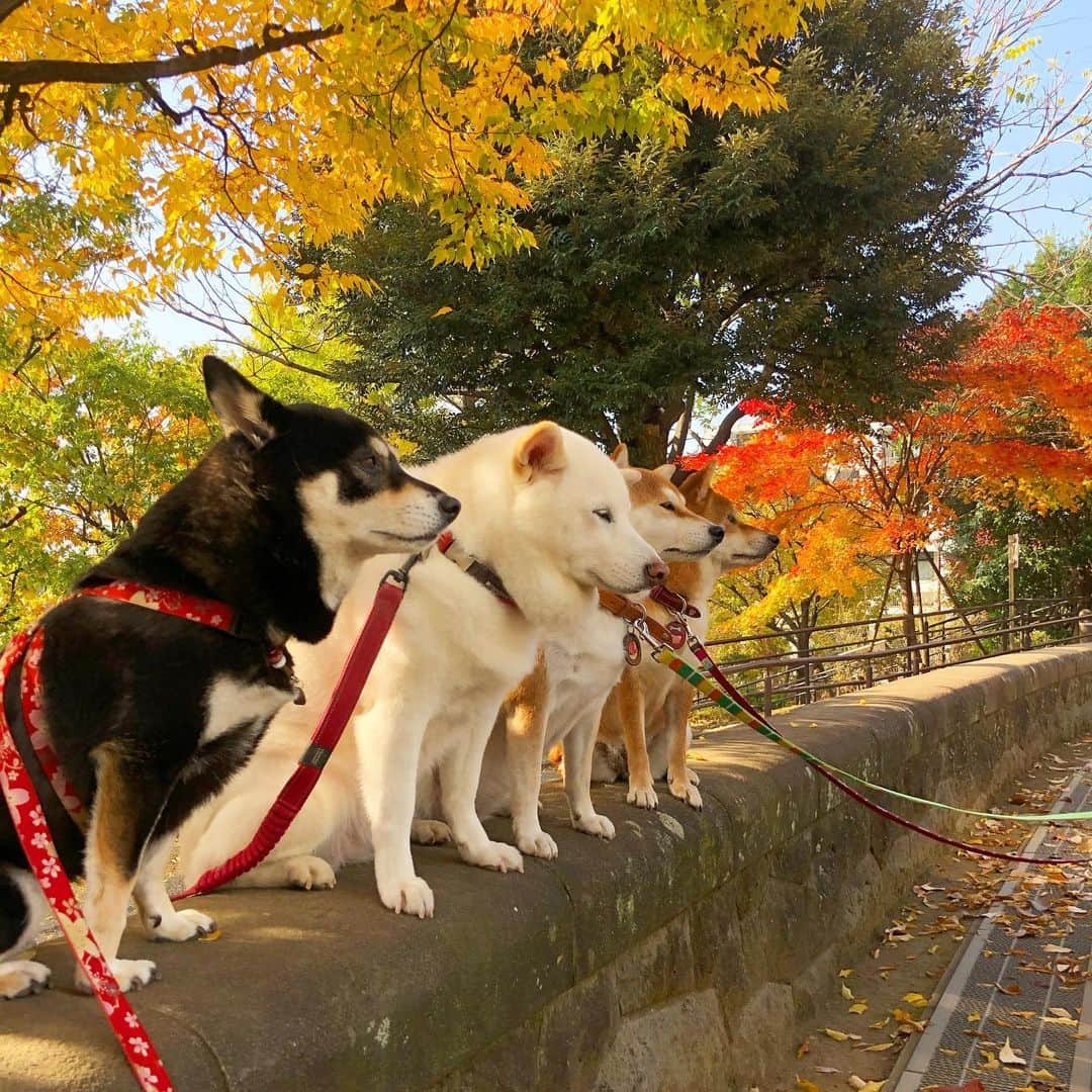 vo_coのインスタグラム：「🐾 すっかり紅葉もキレイになってきたなー 今日は暖かかったけど、もうすぐ冬なんだよね なんか寒そうだな今度の冬は… ＊ #shibastagram #instashiba #shiba #shibainu #黒柴 #柴犬」