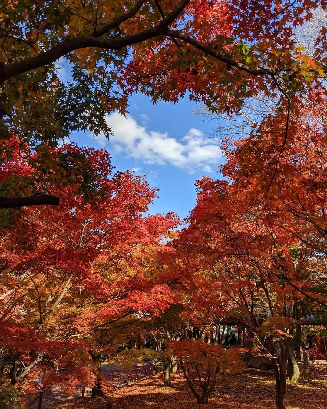 来夏のインスタグラム：「#🍁 ただただ美しい😭💕 #京都 #紅葉 #東福寺 #kyoto #googlepixel #pixelで撮影」
