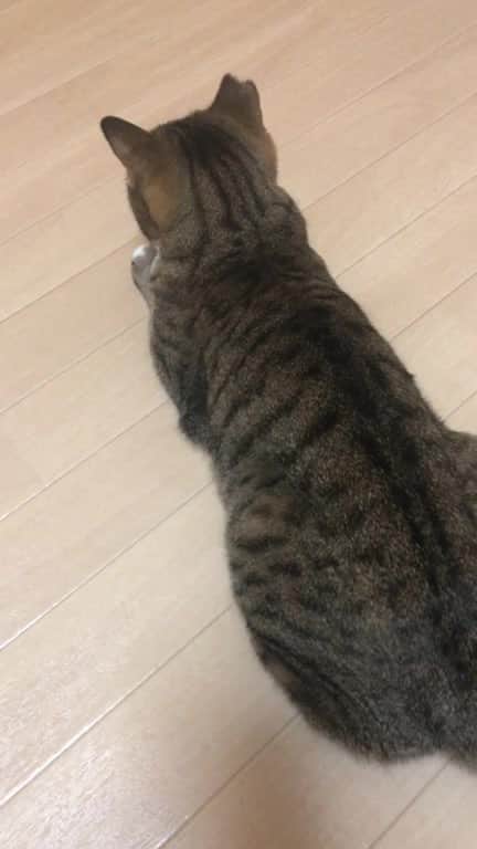 こむぎのインスタグラム