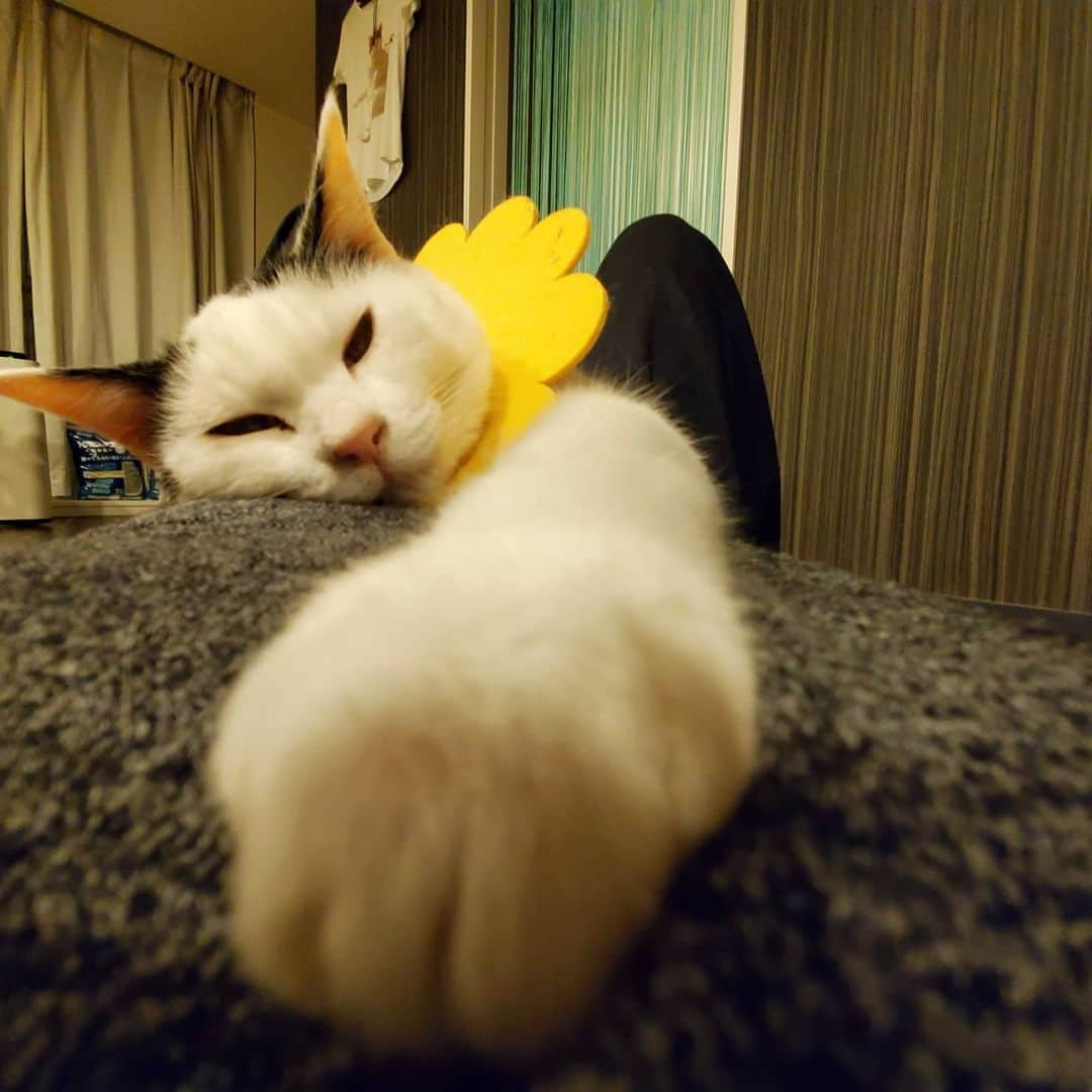 Naokoのインスタグラム：「. おかあちゃんのおにゃかの上〜〜😸. . . カラー生活🌻 がんばってるよ😾. . 大好きなキレイキレイ🛁が出来ないからストレスが😿. . 早く取りたいなあ〜🌼. . . . . #カラー生活#ガマン#がんばる#ねこ#ネコ#猫#ネコ部#ペコねこ部#ふわもこ部#みんねこ#保護猫#元野良猫#ジャパニーズボブテイル#せっちゃん#せつこ#instacat#instapet#ilovemycat #japanesebobtail#setsuko」