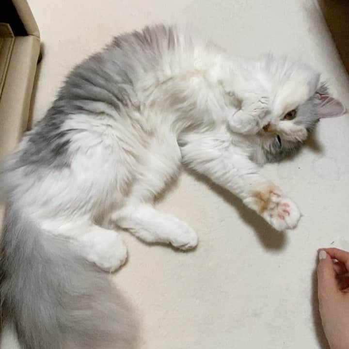 桜咲千依のインスタグラム：「肉球マッサージ🐈」