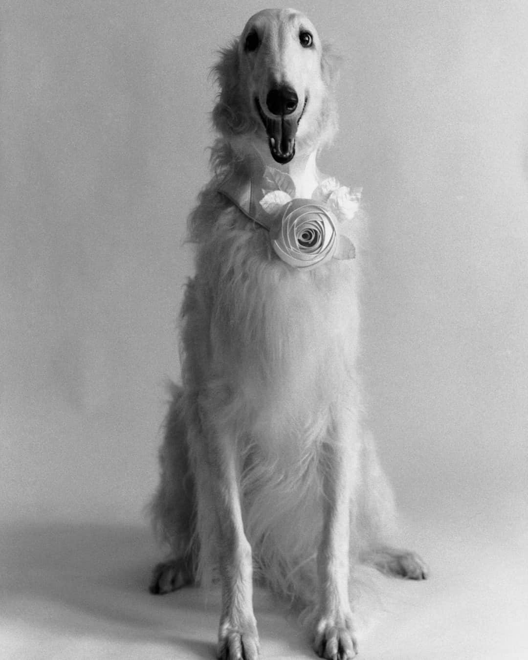 ダンヒルさんのインスタグラム写真 - (ダンヒルInstagram)「DUNHILL COMMUNITY: CURATED⁠ ELLIOTT ERWITT’S DOGS⁠ ⁠ The fourth instalment of our Curated project celebrates photographer Elliott Erwitt’s Dogs, a book that pays tribute to man’s best friend in a series of funny, instinctive and endearing shots. ⁠Follow the link in our bio for the full story.⁠ ⁠ "I don’t know of any other animals closer to us in qualities of heart, sentiment and loyalty.”  - Elliott Erwitt⁠  Credit: New York, USA. 1999⁠ Photos courtesy of @magnumphotos and @elliotterwitt⁠ Book published by @teneuespublishing⁠ ⁠ #dunhillCOMMUNITY⁠ #dunhillCURATED⁠ #ElliottErwitt #Dogs」11月20日 0時03分 - dunhill