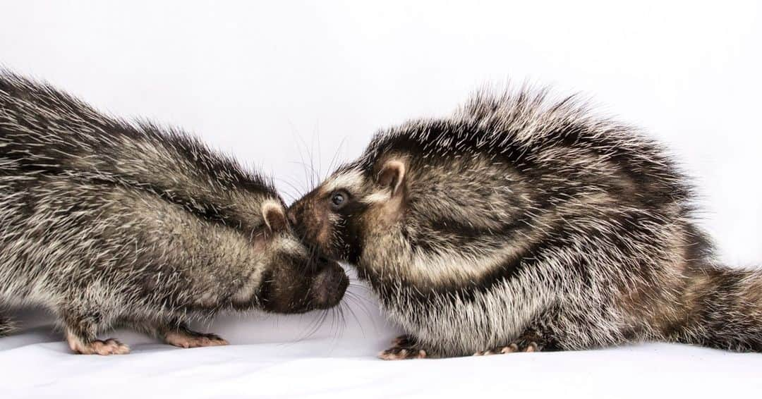 スミソニアン国立動物園さんのインスタグラム写真 - (スミソニアン国立動物園Instagram)「The African crested rat is hardly the continent’s most fearsome-looking creature—the rabbit-sized rodent resembles a gray puffball crossed with a skunk—yet its fur is packed with a poison so lethal it can fell an elephant, and just a few milligrams can kill a human. In a Journal of Mammology paper published yesterday, researchers from the Smithsonian Conservation Biology Institute, University of Utah and National Museums of Kenya found the African crested rat is the only mammal known to sequester plant toxins for chemical defense, and they uncovered an unexpected social life—the rats appear to be monogamous and may even form small family units with their offspring. Photo: Stephanie Higgins」11月20日 0時02分 - smithsonianzoo