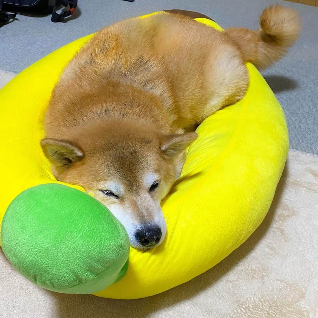 まる（まるたろう）さんのインスタグラム写真 - (まる（まるたろう）Instagram)「Good night!✨🐶🍌💤✨今日はバナナで寝よっかな #バナナベッド用意してくれたの誰だろ🤔 #ゴリさんかな🧐 #意外と優しいな #今度バナナあげよかな #赤札堂で安売りの時」11月20日 0時10分 - marutaro