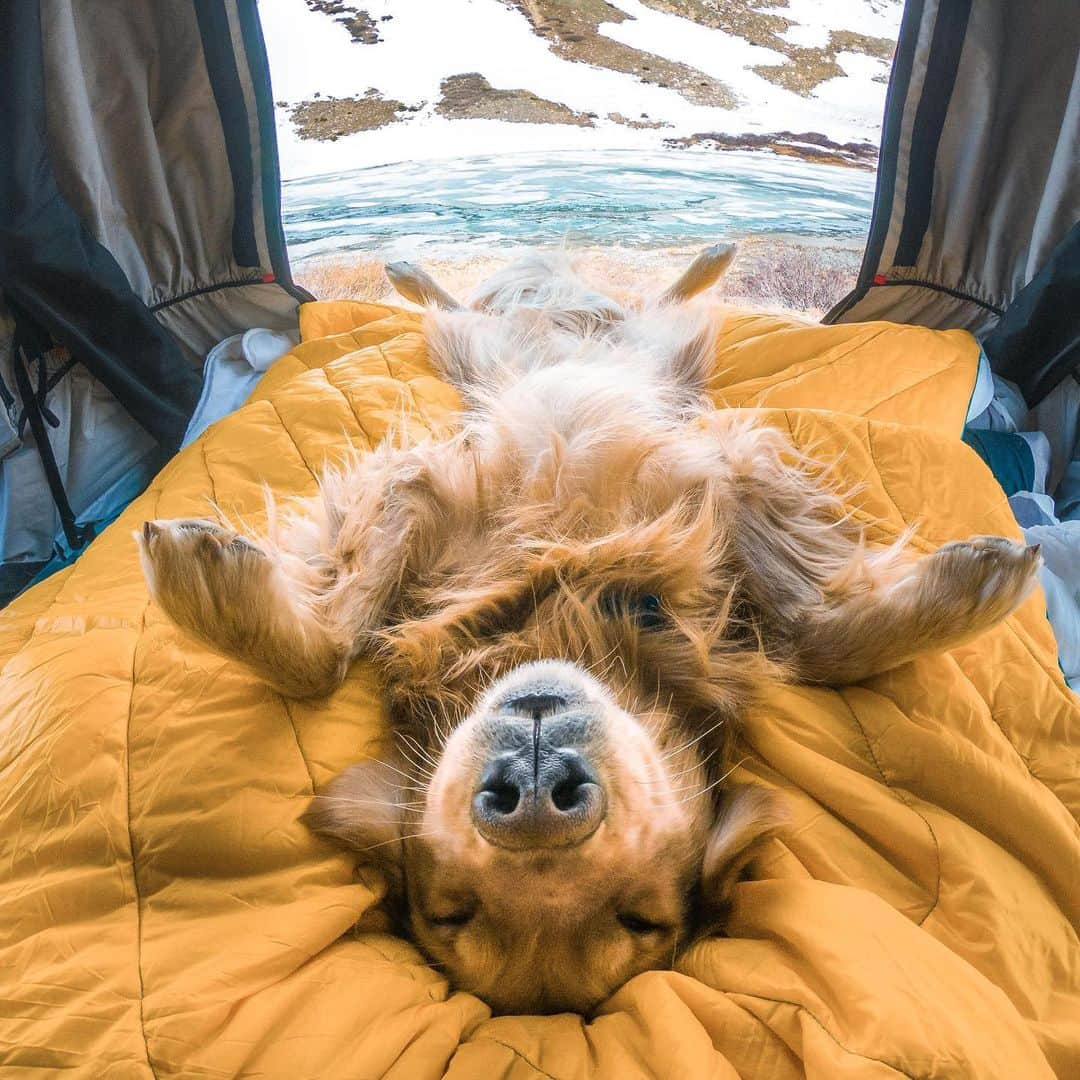 goproさんのインスタグラム写真 - (goproInstagram)「Photo of the Day: Napping on #NationalCampDay with @kickerdogmuse 🐕⛺️ #GoProFamily member @andrew__muse ⠀⠀⠀⠀⠀⠀⠀⠀⠀ #GoPro #GoProPets #Camping #DogsofInstagram」11月20日 0時41分 - gopro