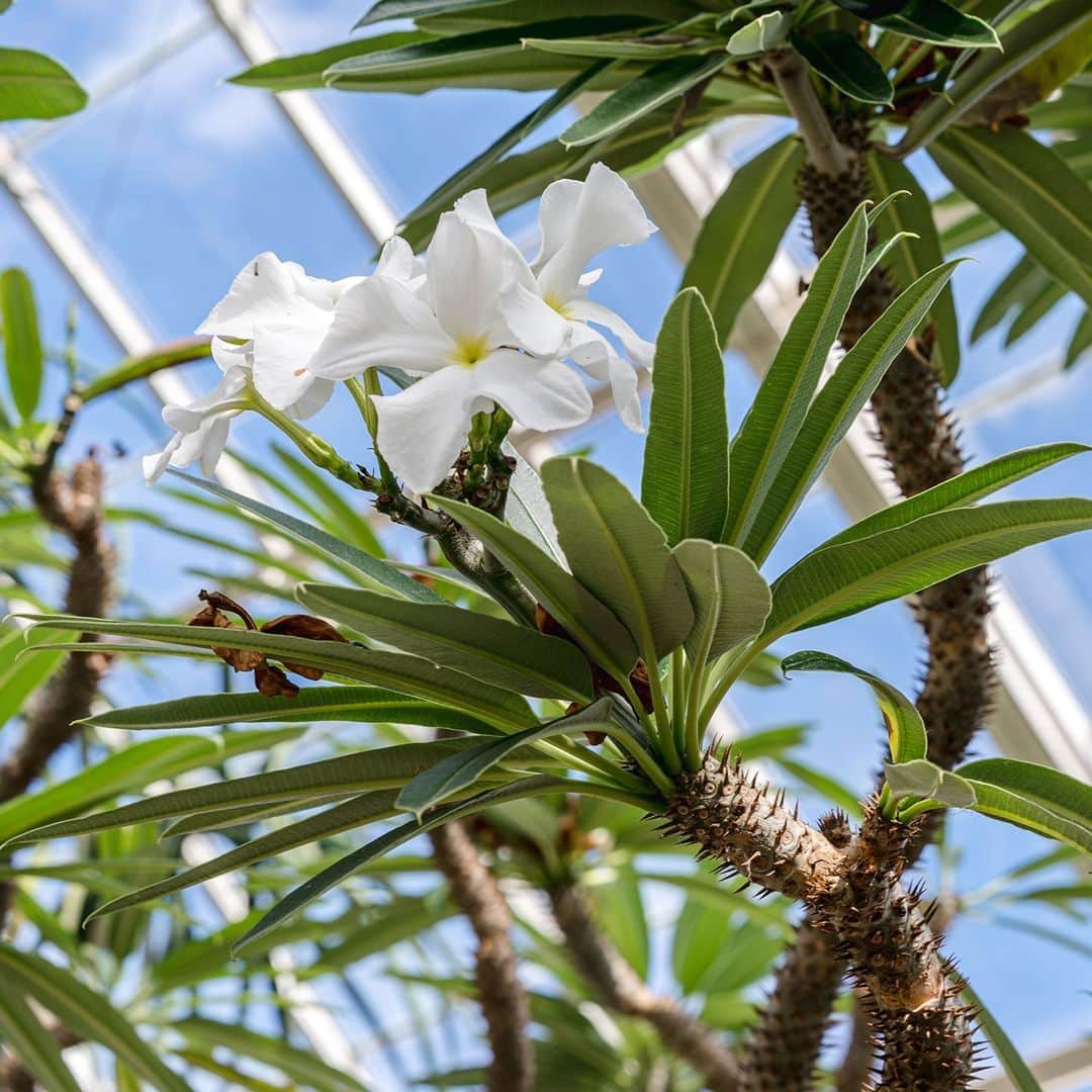 ニューヨーク植物園のインスタグラム
