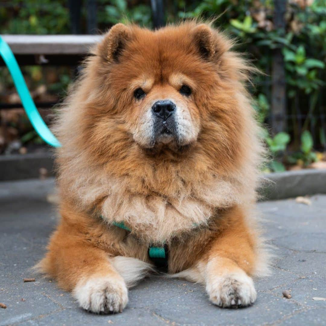 The Dogistさんのインスタグラム写真 - (The DogistInstagram)「Z, Chow Chow (12.5 y/o), Madison Square Park, New York, NY • “She’s a super gentle and quiet Chow – hardly asks for anything. In her whole life she has only asked to go out a few times.”」11月20日 11時51分 - thedogist