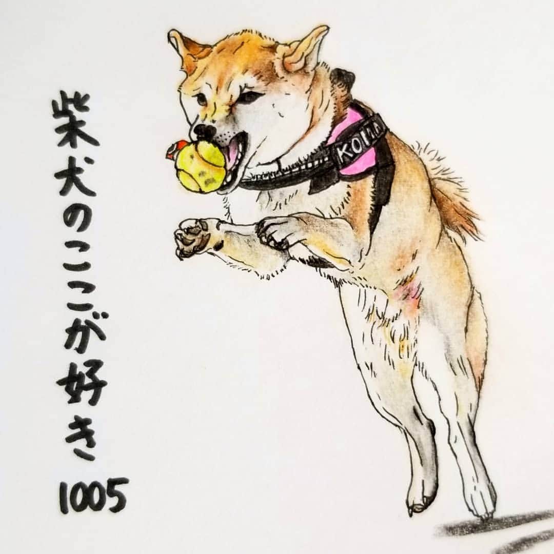 ハナとソラさんのインスタグラム写真 - (ハナとソラInstagram)「#ここ柴部  『柴犬のここが好きシリーズ1005』 ボールをキャッチする時、 実は手(前肢)でも 取ろうとしてるとこ。  何かするとき 割と手(前肢)が出がち🐾 * モデルは @aikomachan  さんとこの小町ちゃんです💓 * #柴犬のここが好き #favoritepartsofshibainu #illustgram #illustration #shibastagram #shibainu #colorpencil #柴犬 #イラスト #いらすとぐらむ #しばすたぐらむ #色鉛筆 #柴公園イラスト」11月20日 10時32分 - nsdikm_hanasora