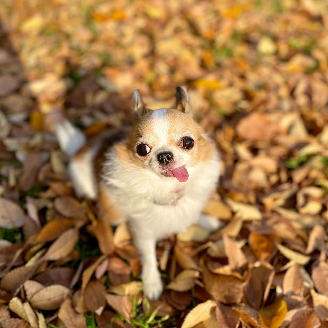 ちまのインスタグラム：「Autumn❣️🍁 ・ 紅葉もかなり色付いてきましたが、感染も再拡大…皆さん改めて気を付けましょう💦 ・ ・ #ちま #チワワ #chihuahua #ชิวาวา #PECOいぬ部 #WeeklyFluff #dogs #dogsofbark #chihuahuaaddict #fallleaves #autumnleaves #紅葉」