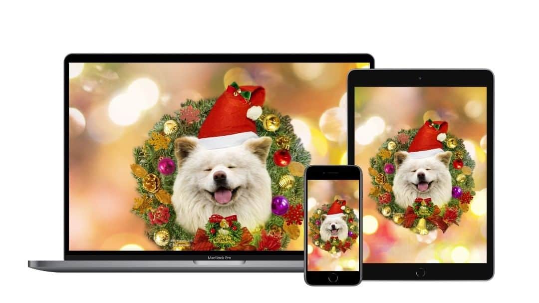 のインスタグラム：「All profits made from a wallpaper will be used for the creation of the Wasao Memorial.  https://thanks.wasao.com/products/  この壁紙の利益は全て「わさお記念碑」制作のために使用されます。  クリスマスシーズン第一弾、こちら。」