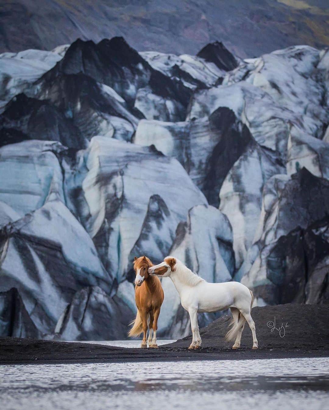 BEAUTIFUL DESTINATIONSさんのインスタグラム写真 - (BEAUTIFUL DESTINATIONSInstagram)「Wild and free! 🐎✨ These majestic horses roam freely amidst Iceland's superb landscapes, and are resilient creatures that survive the harshest weather conditions.   Would you like to meet these Icelandic horses in real life? ⛰  📸 @liga.liepinaa 📍 Iceland」11月20日 11時08分 - beautifuldestinations