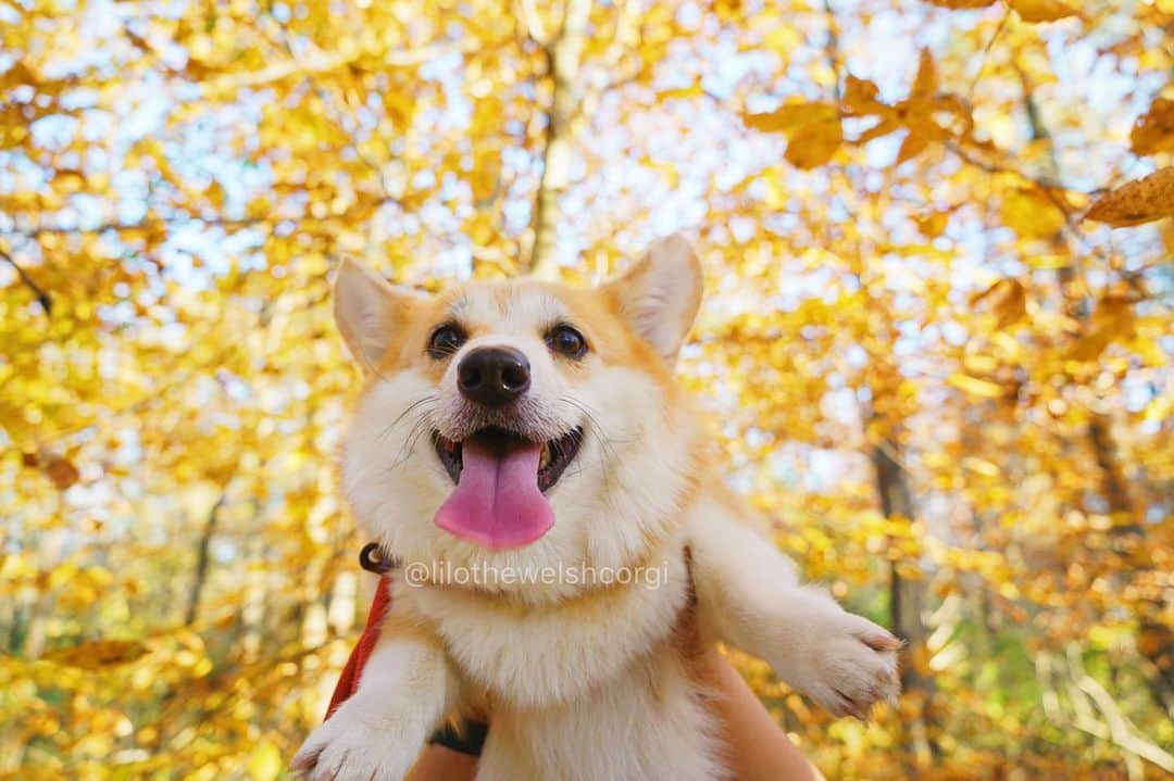 Liloのインスタグラム：「Heck it’s fall enjoy the leaves woof 🍂」