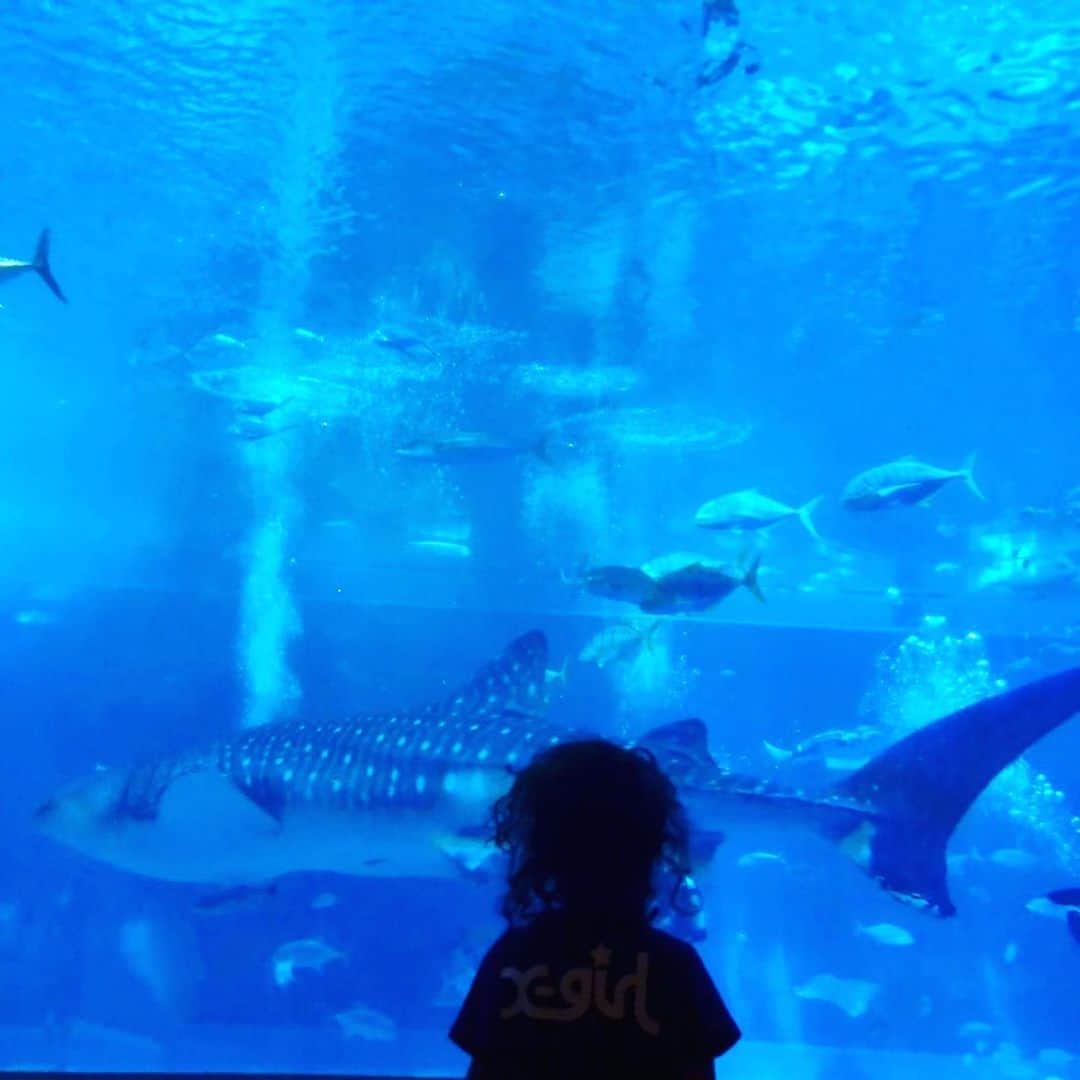 森泉さんのインスタグラム写真 - (森泉Instagram)「Okinawa Churaumi Aquarium 🐠 沖縄の思い出💙 #美ら海水族館」11月20日 11時23分 - izumi.mori