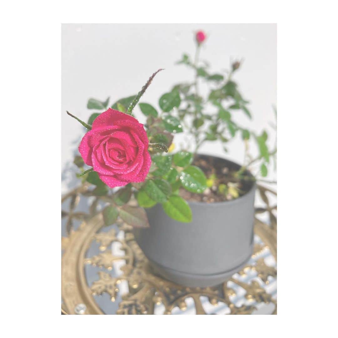 串戸ユリアのインスタグラム：「Mini 🌹 blossom season is now in my house 😍❤︎  ミニ薔薇ちゃんたちが 咲きはじめた。  #クラブフルハウス #ClubFULLHOUSE  #🌹 #roses #miniroses  #ミニバラ　#薔薇 #Gunsandroses」