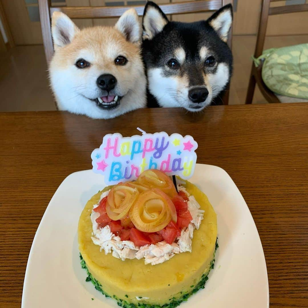 豆柴なつ&ふゆさんのインスタグラム写真 - (豆柴なつ&ふゆInstagram)「Today is Fuyu's 5th birthday🎉😆❤️  今日はふゆ5歳のお誕生日㊗️😆❤️ 手作りケーキでお祝い😋💕 お友達からたっくさんのプレゼント🎁もいただきました😍😍  #プレゼント#ありがとう  #誕生日#おめでとう  #5歳 #happybirthday  #ハッピーバースデー #手作り犬ごはん #手作りケーキ #thedailyshibainu  #shibamania  #柴犬ライフ#pecoいぬ部 #shiba_snap  #instashiba#cutedogs  #柴犬#shiba #shibainu #shibastagram #いぬすたぐらむ #pecoいぬ部 #犬バカ部 #shibainumag_feature #instafollow #dogoftheday  #🐕📷 #theshibasociety  #柴#proudshibas  #柴犬マニア」11月20日 11時28分 - mameshiba.natsuinu56