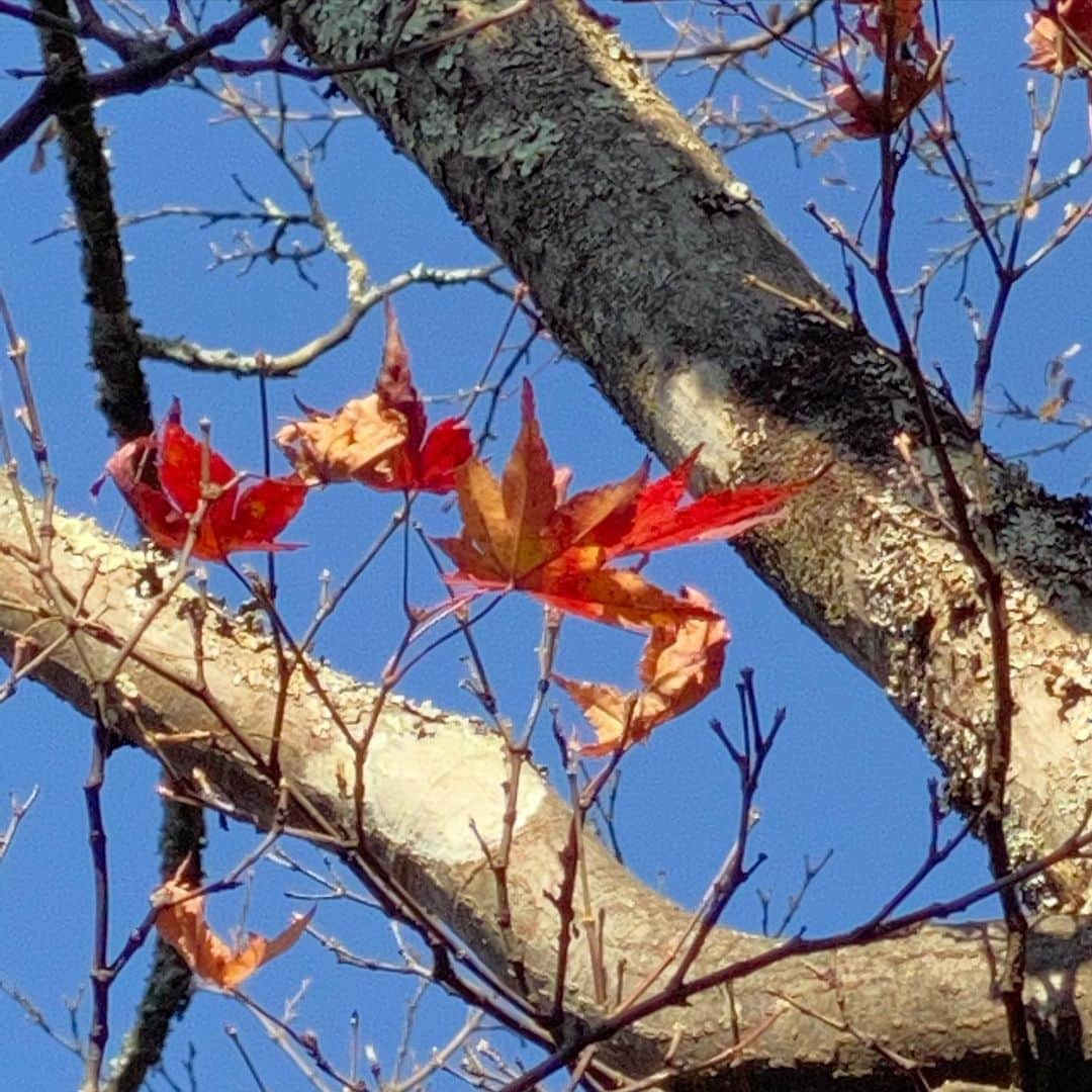 大和悠河さんのインスタグラム写真 - (大和悠河Instagram)「紅葉🍁が真っ赤で綺麗です。 . . . . #大和悠河　#yugayamato #紅葉🍁  #紅葉 #秋の紅葉  #秋　#autumn  #autumnleaves  #autumnvibes🍁  #autunno🍁  #autunno  #lautomne  l'#automne🍁 #automne  #herbst  #herbs #雲一つない青空  #雲一つない空」11月20日 11時32分 - yugayamato