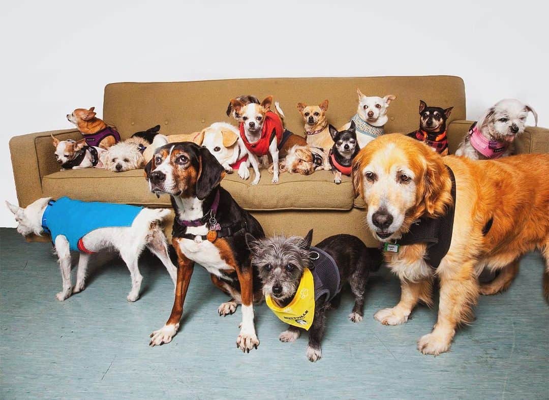 レイチェル・レイさんのインスタグラム写真 - (レイチェル・レイInstagram)「Gang’s all here! 🐶🎉  ICYMI on @rachaelrayshow this week: meet the mutts of  @MuttvilleSF — a cage-free rescue based in San Francisco dedicated to saving senior dogs.   Grateful the #RachaelRayFoundation can help support their efforts + find these guys loving homes 🏠👏🏻   If you haven’t yet, click the link in bio to learn more about them 💛」11月20日 3時00分 - rachaelray