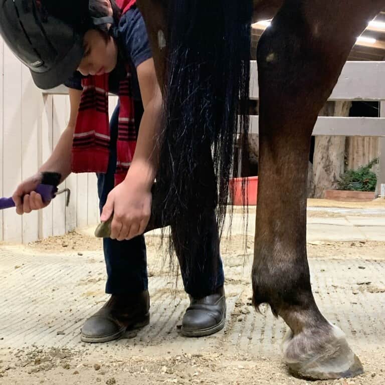 シャニン・ソサモンのインスタグラム：「Horse lessons with auntie 🤍」