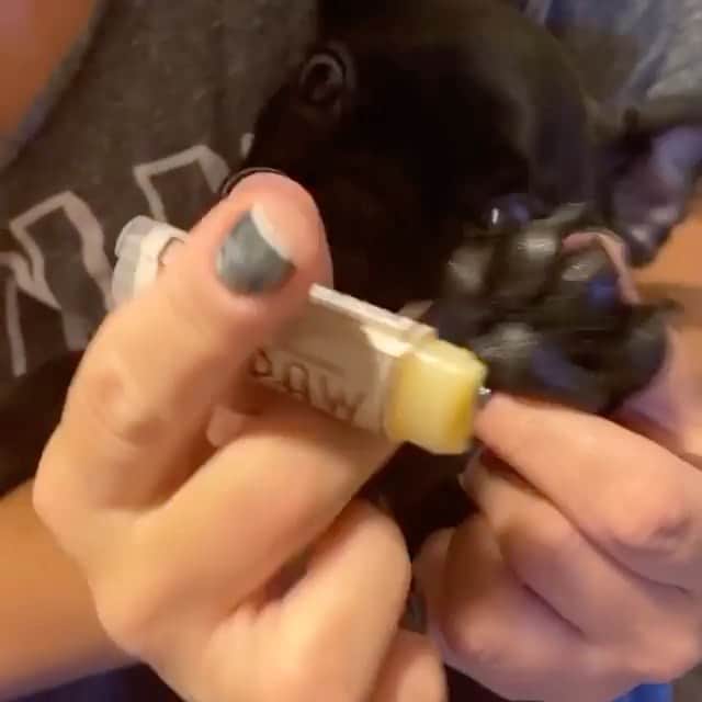 Regeneratti&Oliveira Kennelのインスタグラム：「Paw health is more important than people think. Dogs walk on all kinds of surfaces that can damage paws, causing them to become dry, chapped and cracked. #Pawtection actually conditions paws, providing a barrier on the skin to lock in moisture and protect from damage. Perfect for summer, winter, long hikes, etc. 🐾  . ⭐ SAVE 20% off @naturaldogcompany with code JMARCOZ at NaturalDog.com  worldwide shipping  ad 📷: @kingfrenchiemisha . . . . . #frenchiepetsupply #frenchiesofinsta #pugsofinsta #frenchbulldog #frenchiesofinstagram #pug #frenchies #reversibleharness #frenchiehoodie #thedodo #frenchieharness #dogclothes #dogharness #frenchiegram #dogsbeingbasic #frenchieoftheday #instafrenchie #bulldogs #dogstagram #frenchievideo #cutepetclub #bestwoof #frenchies1 #ruffpost #bostonterrier #bostonsofig #animalonearth #dog」